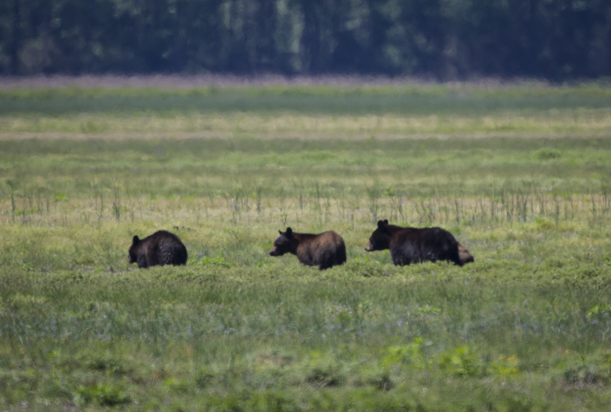 bears in field