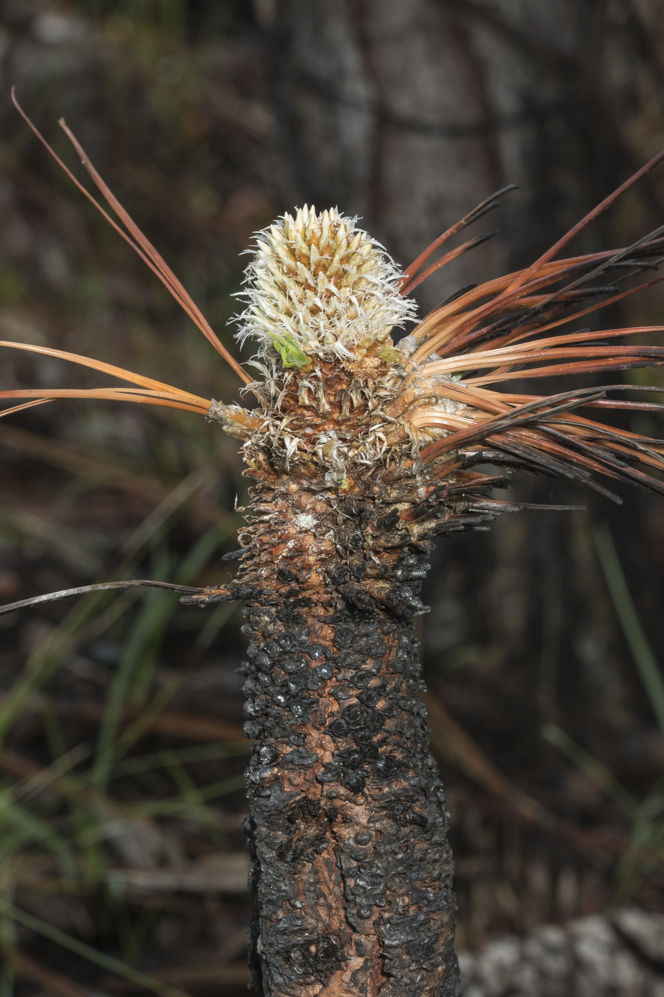 Bottlebrush stage of longleaf after fire