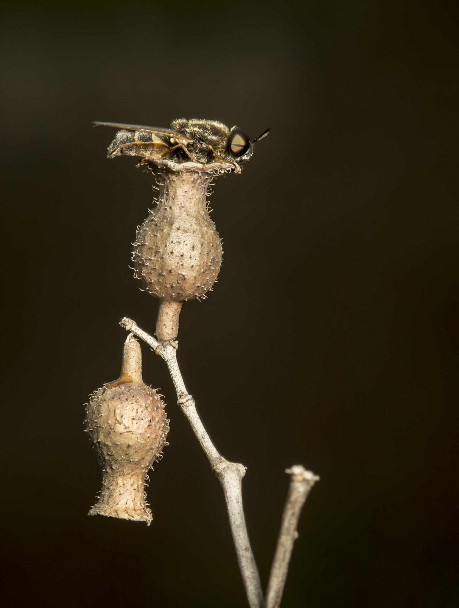 Fly on meadow beauty seed vessels
