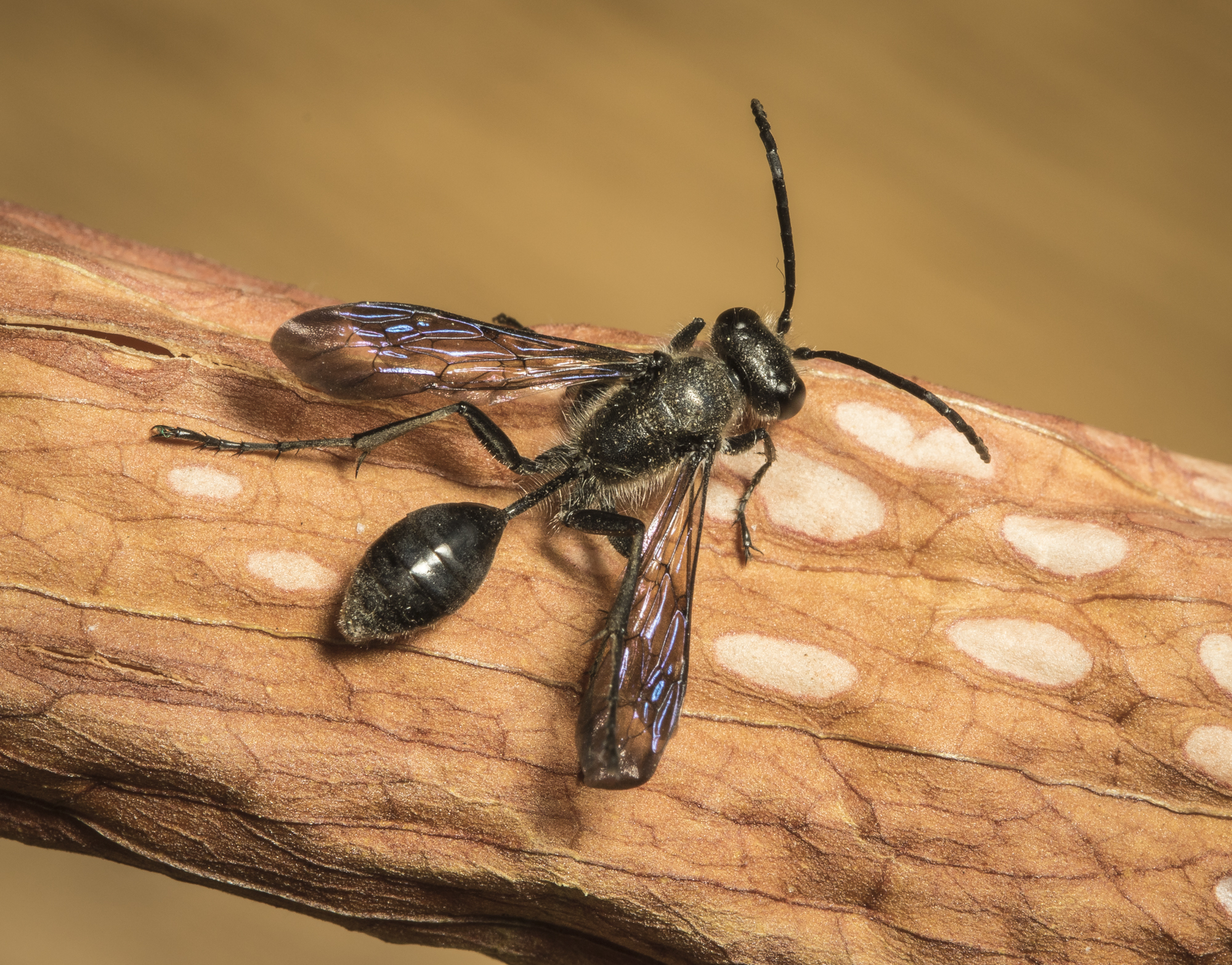 Grass-carrying wasp 1