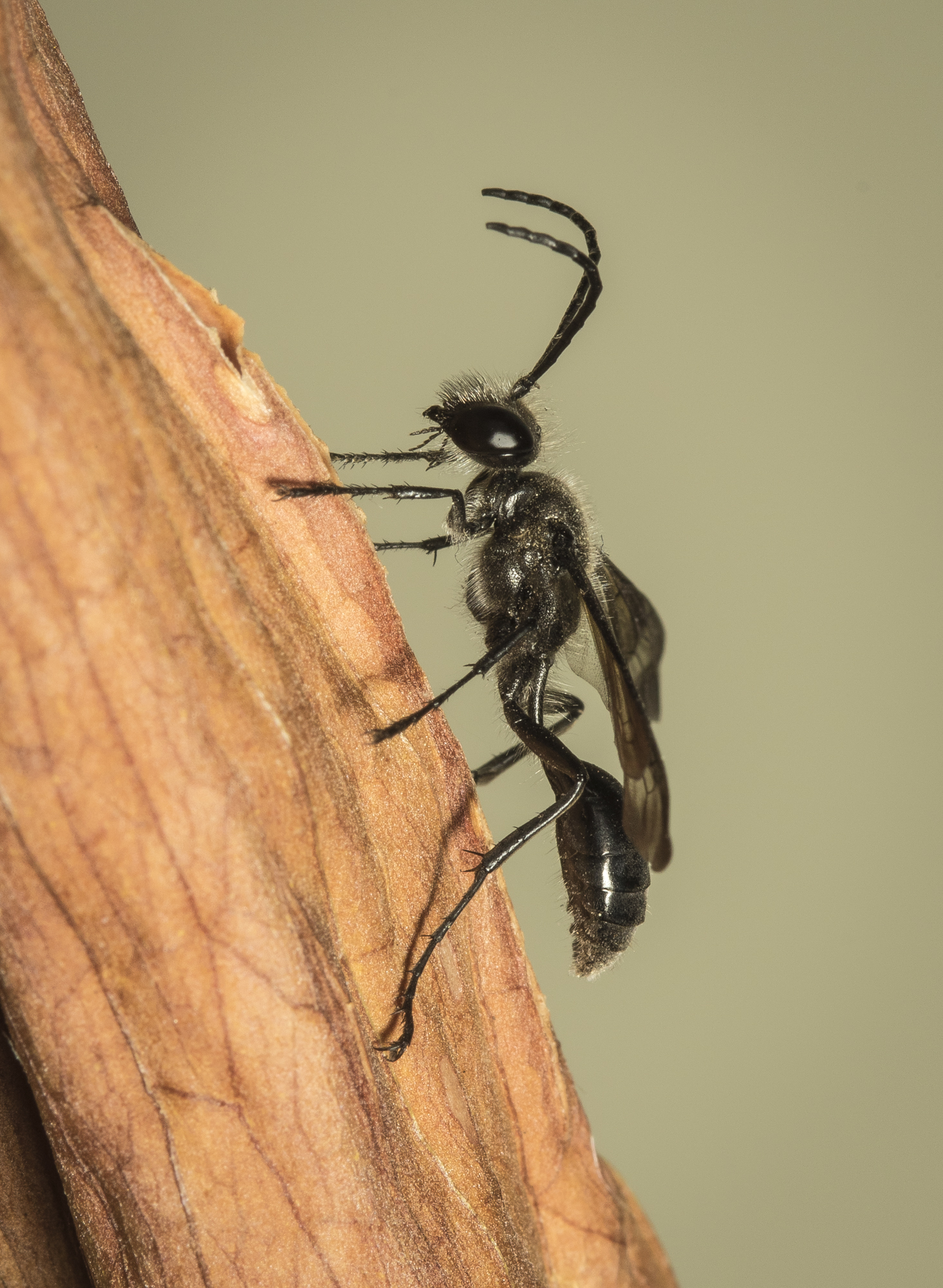 Grass-carrying wasp 3