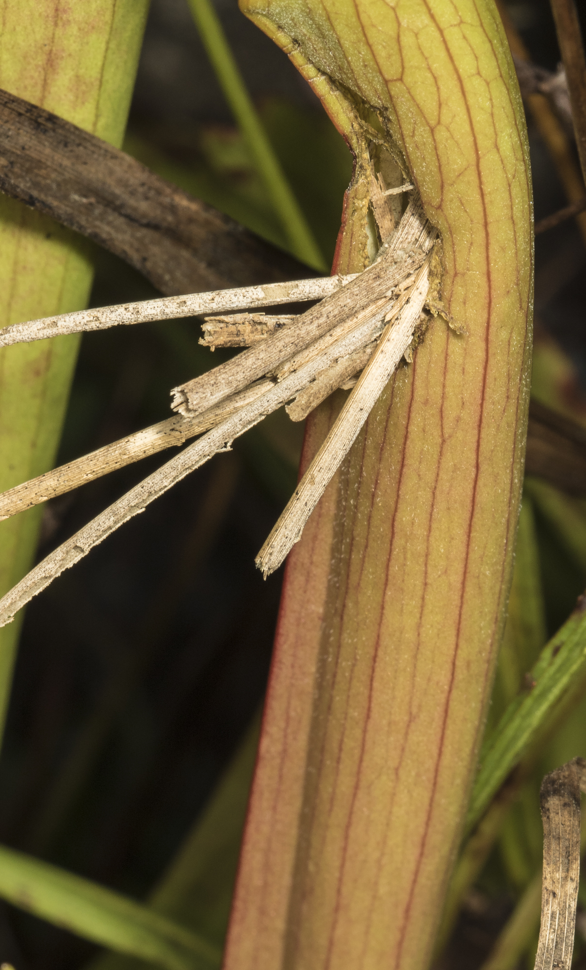 Grass-carrying wasp nest entrance hole plug
