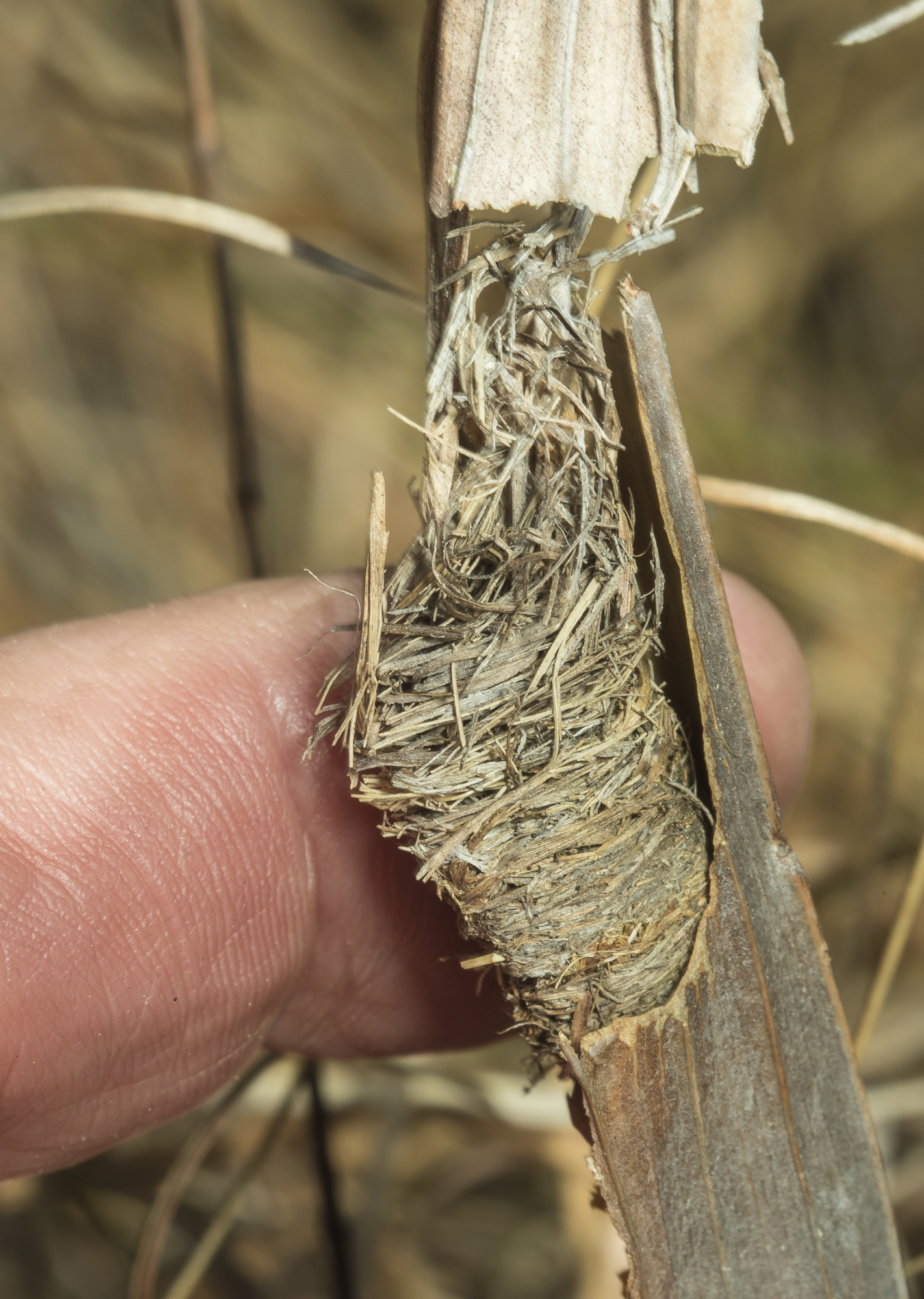 Grass-carrying wasp nest - plug? 1