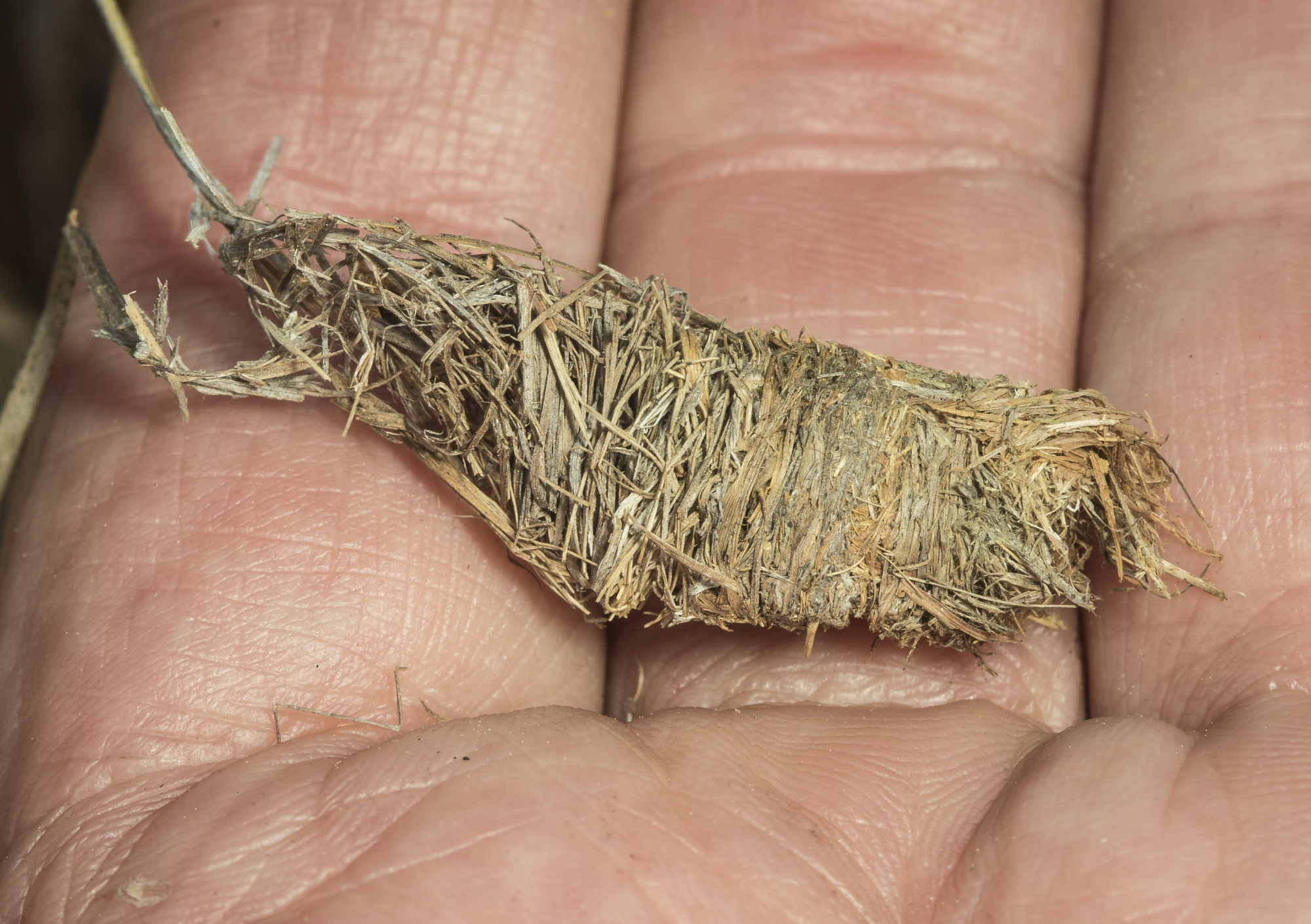 Grass-carrying wasp nest plug in hand