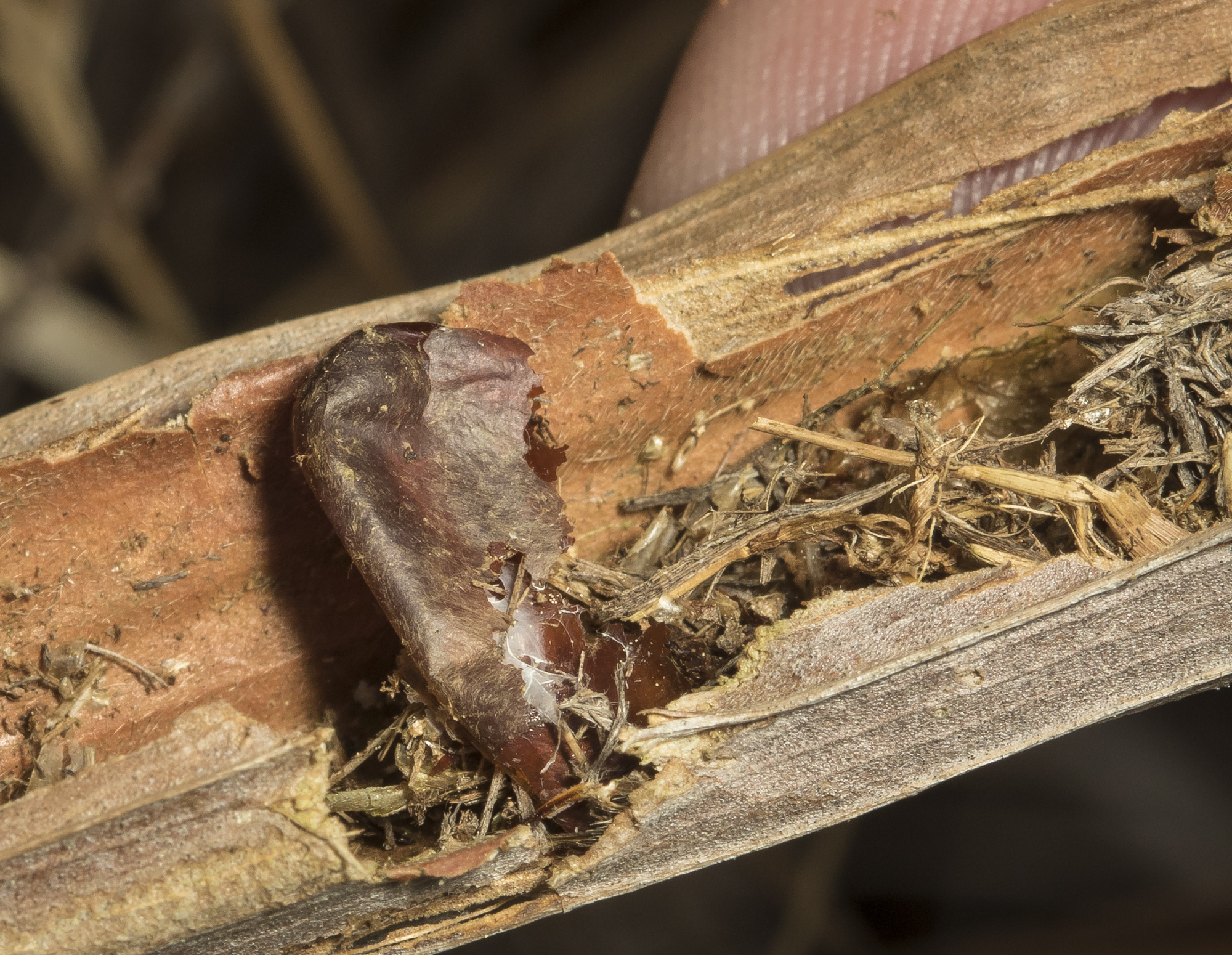 Grass-carrying wasp pupa in pitcher plant?