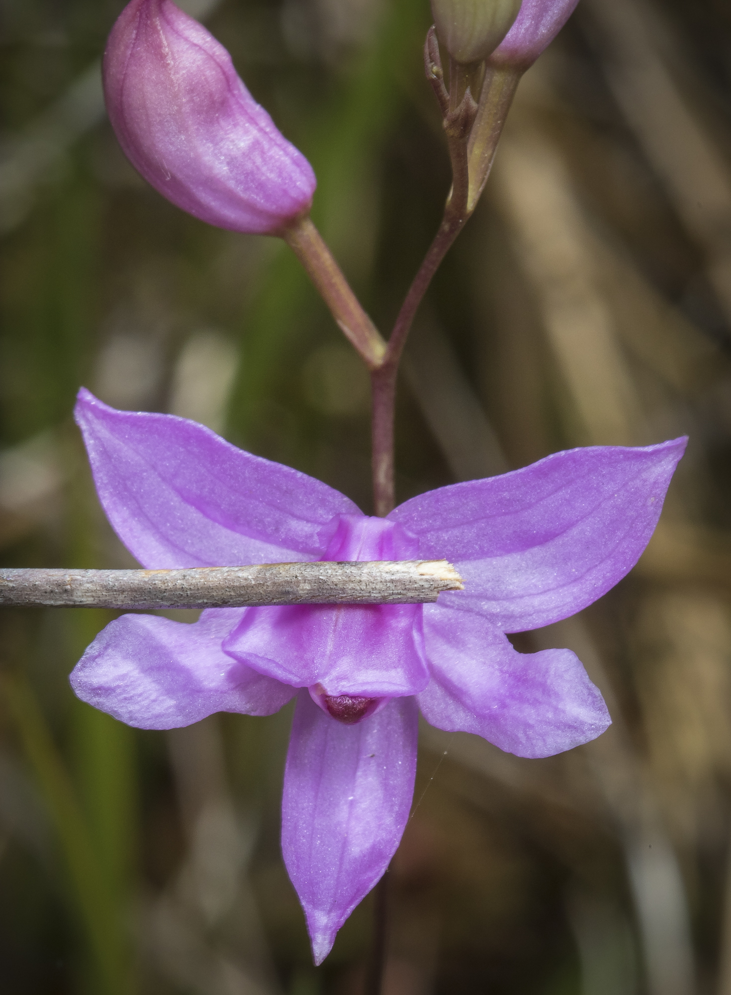 grass pink orchid flower showing hinged upper lip