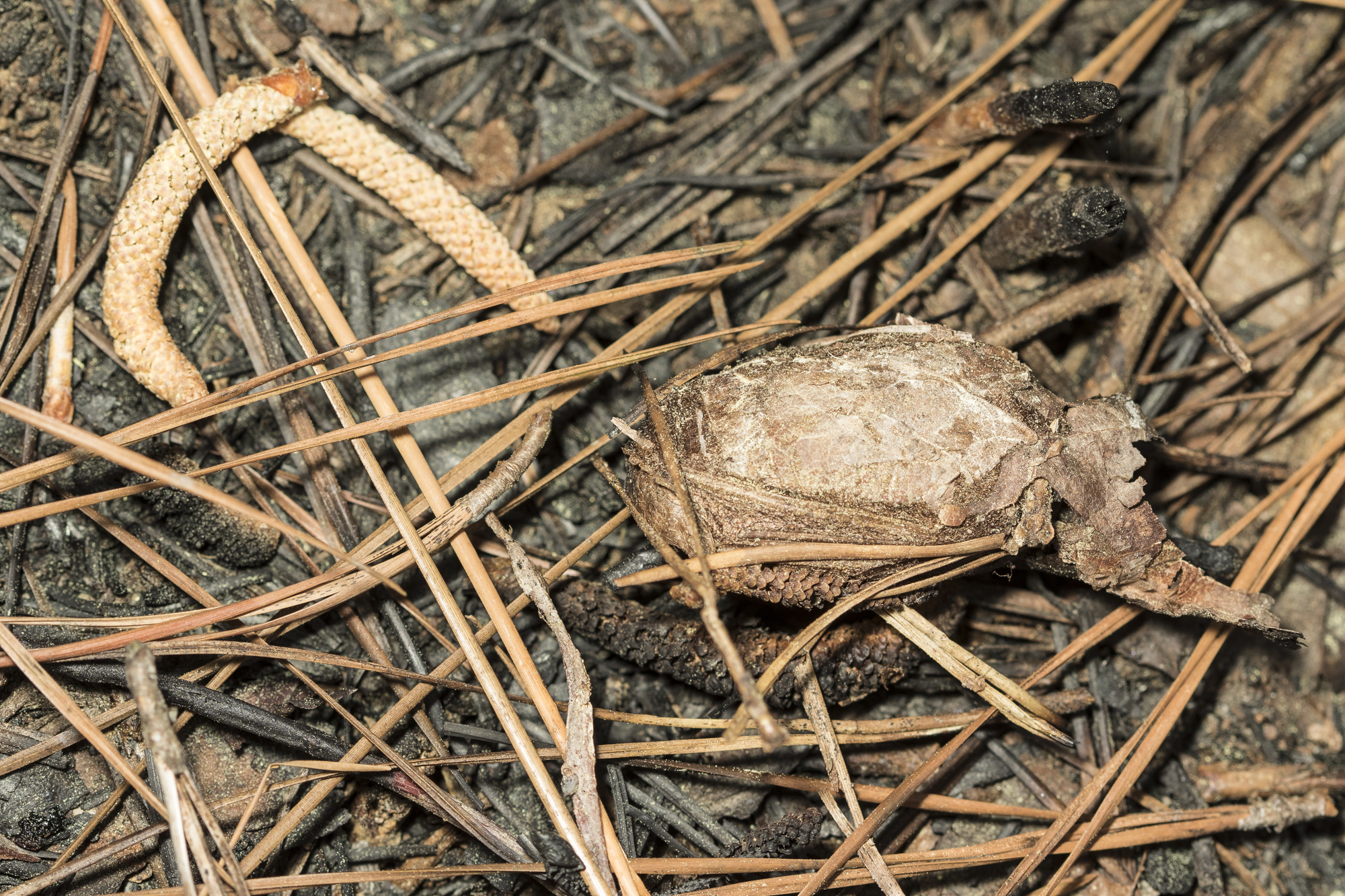 luna moth cocoon in burned area