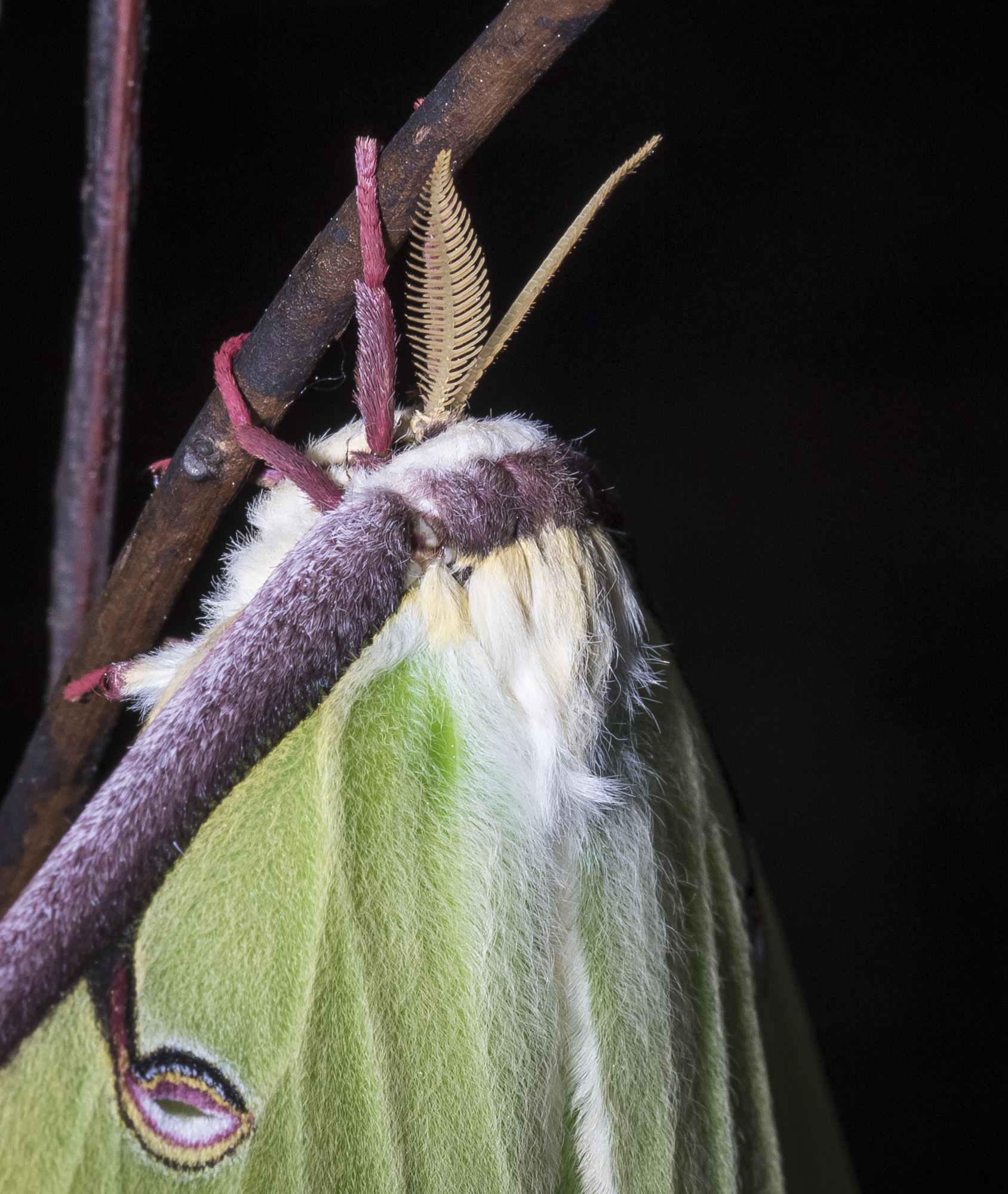 luna moth head close up