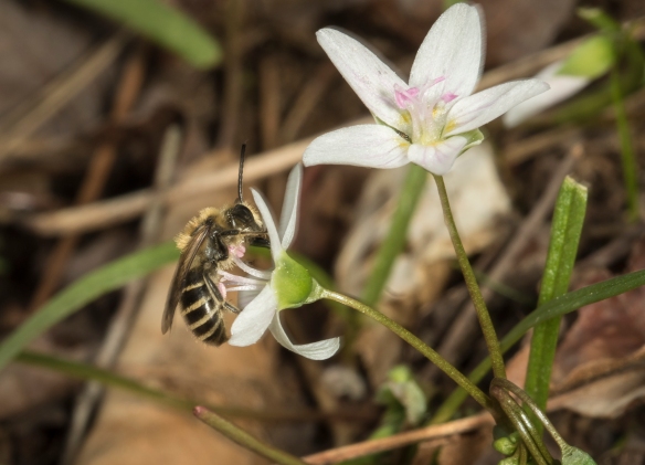 native bee visiting spring beauty in Piedmont of NC
