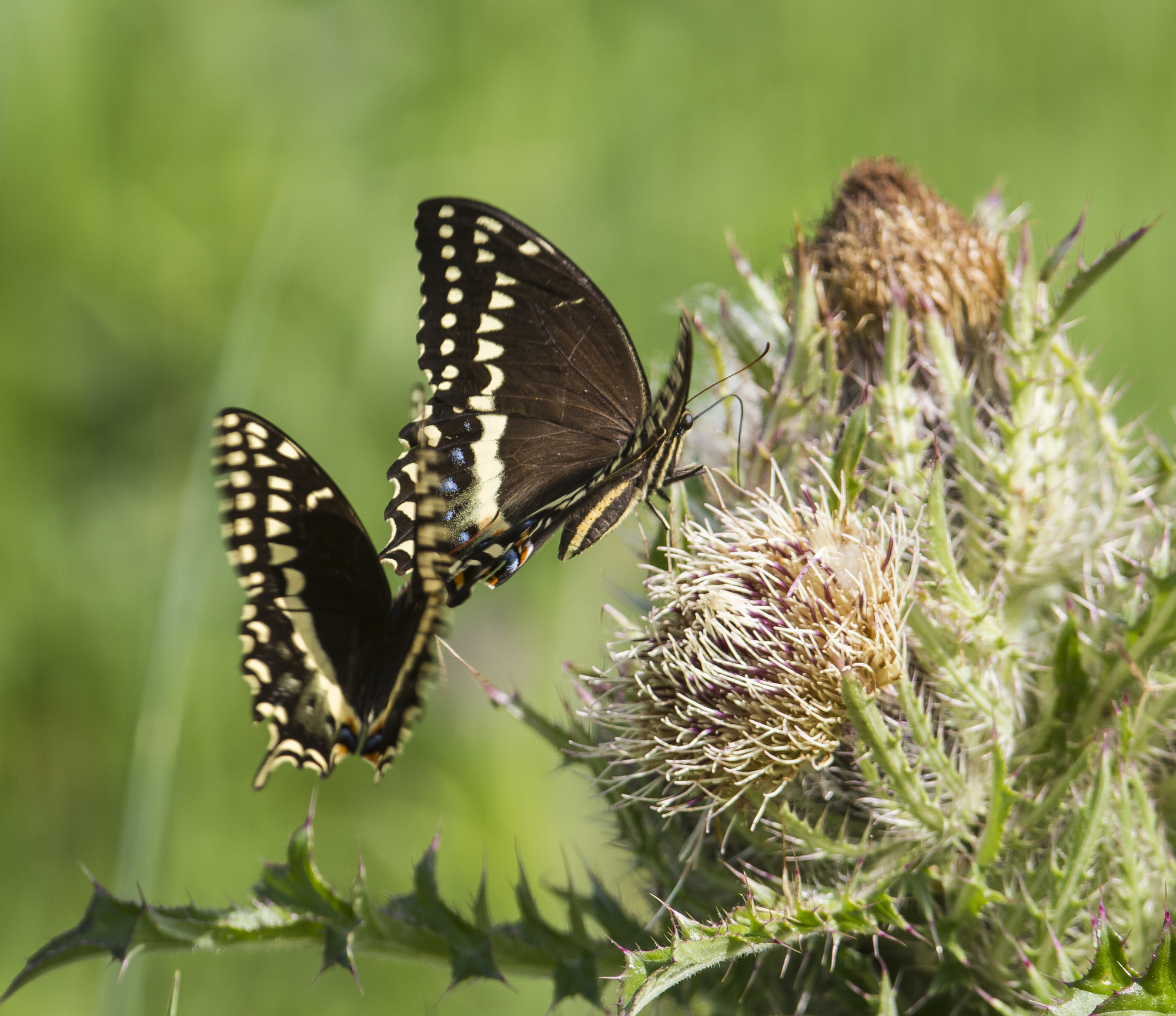 palamedes swallowtail mating dance