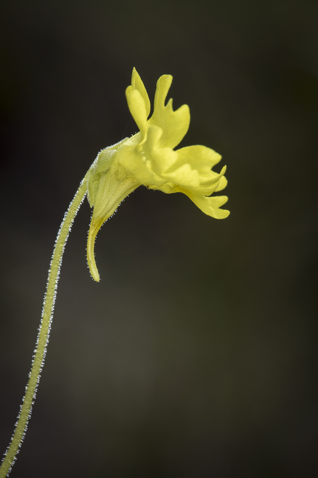 Pinguicula lutea flower