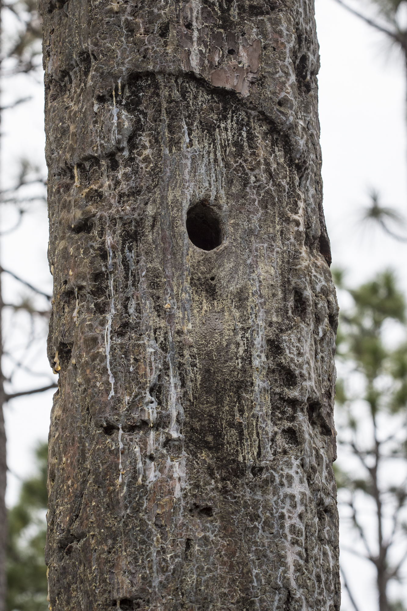 Red-cockaded woodpecker nest cavity