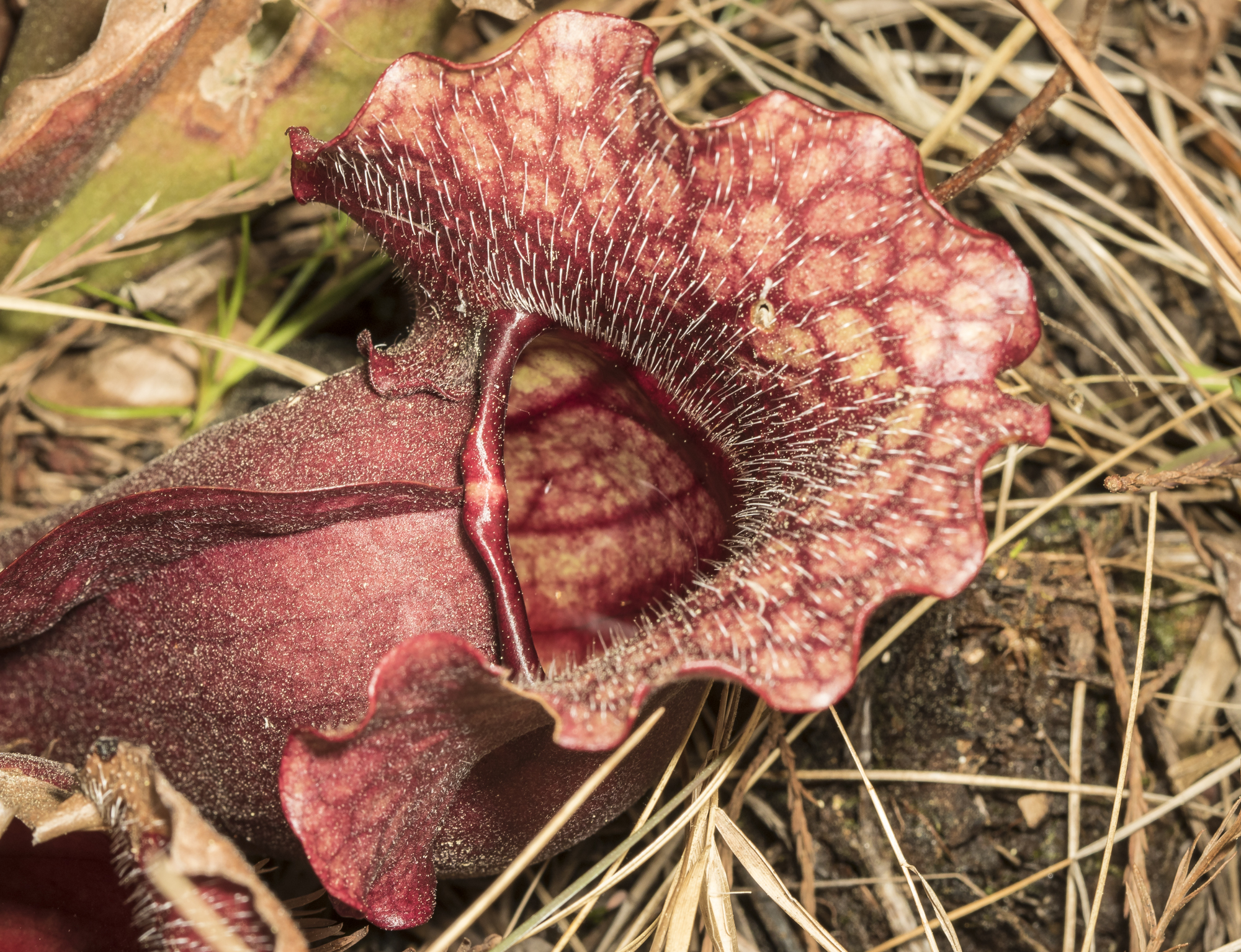Sarracenia purpure