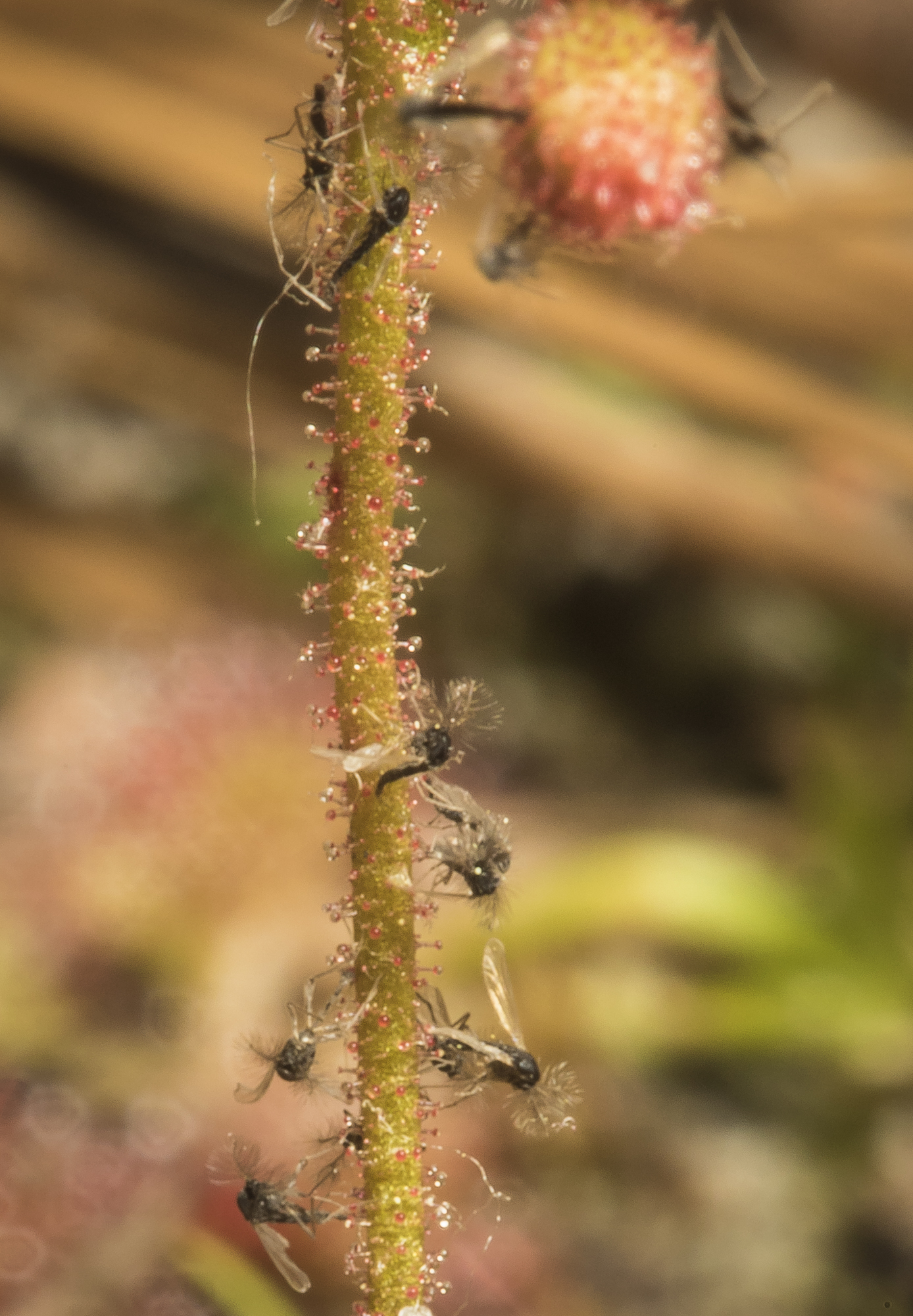 sundew flower stalk with insects 1