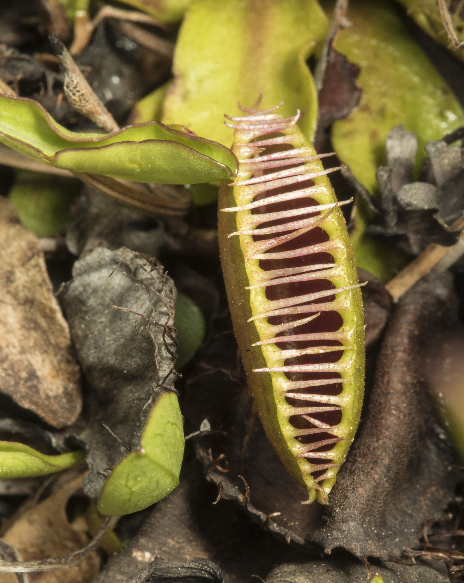 Venus flytrap partially closed