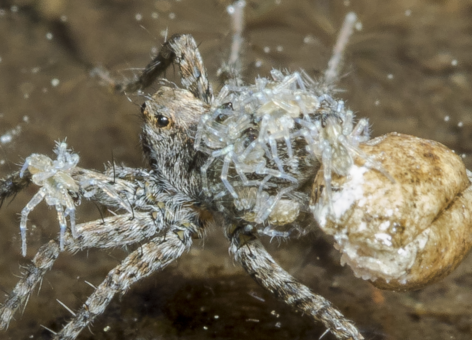 wolf spider with babies close up