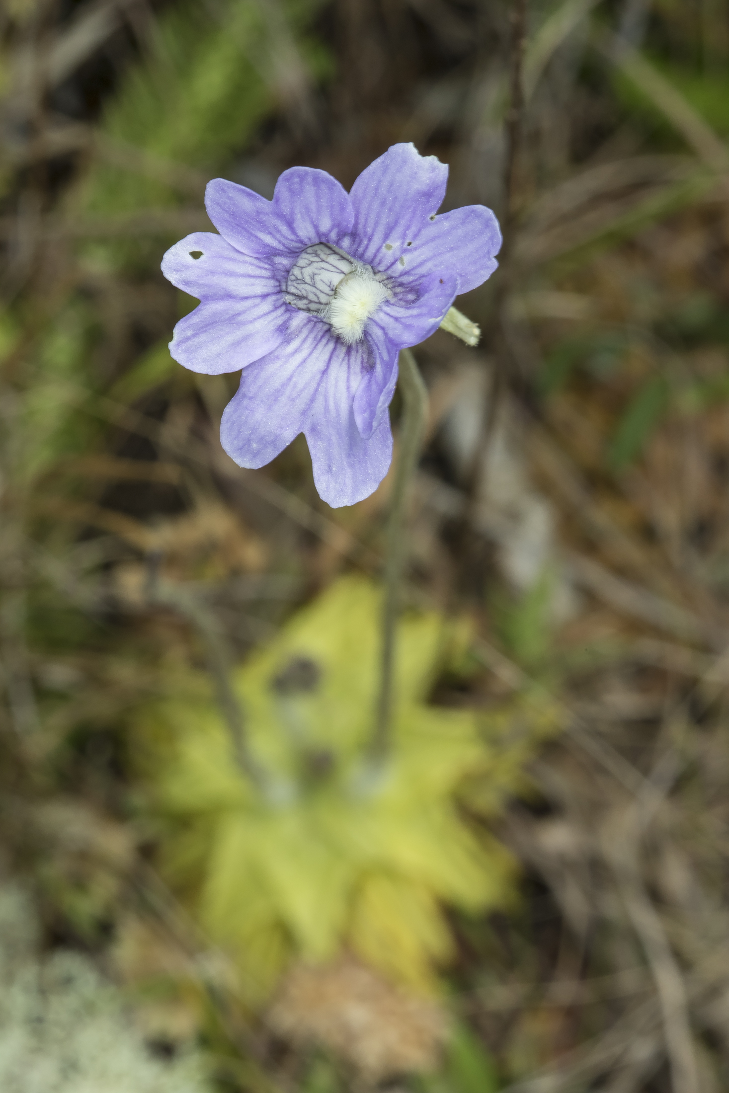 Purple butterwort  flower and base