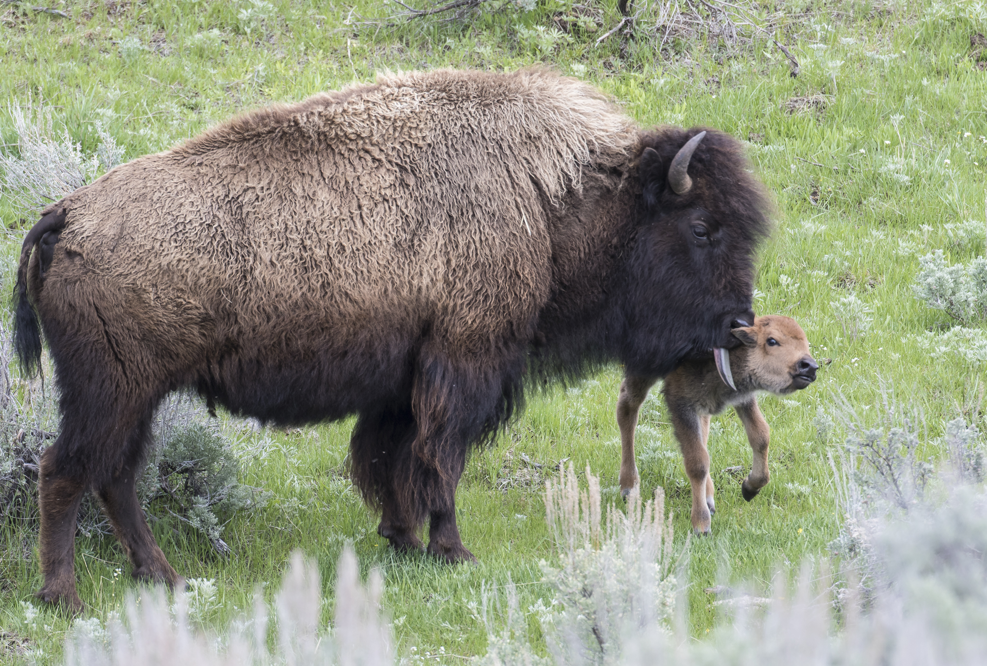 bison cown and calf