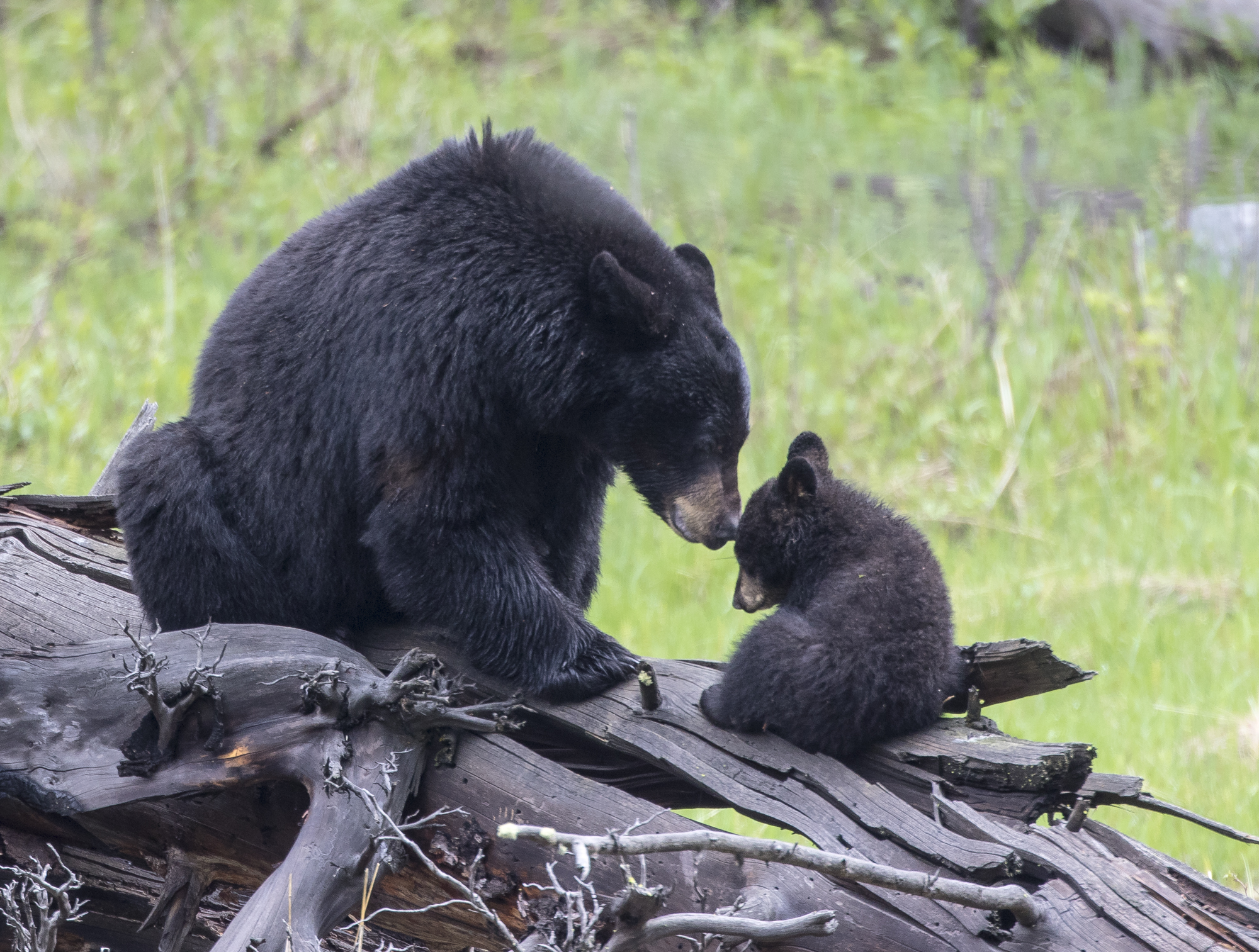 Black bear and cub