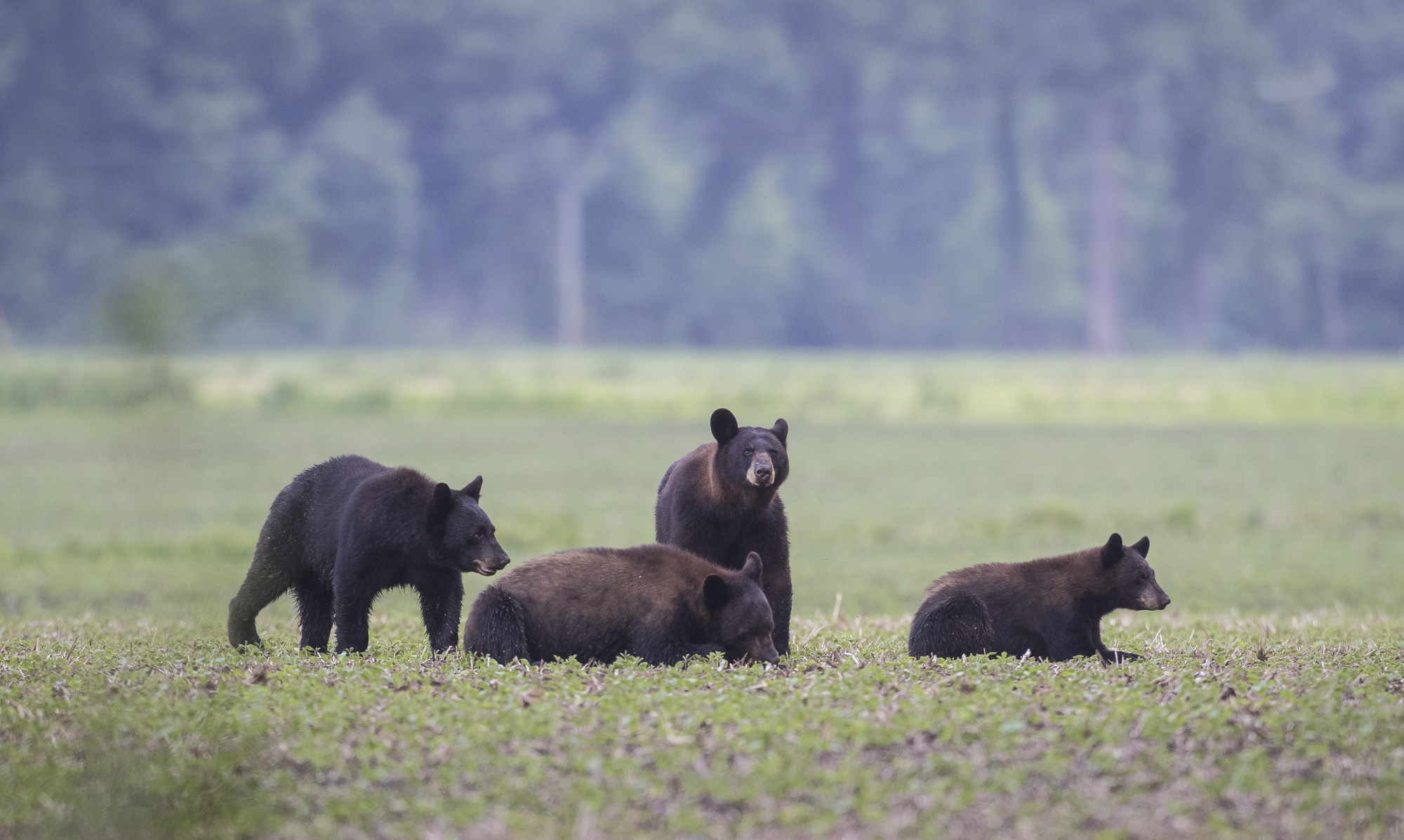 black bear family of 4