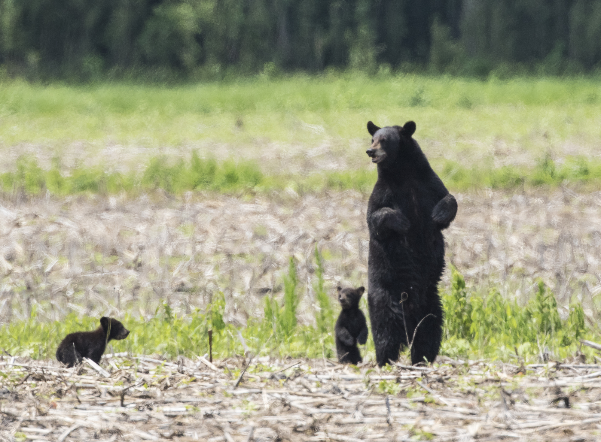 Bl;ack bear sow with cubs standing 1