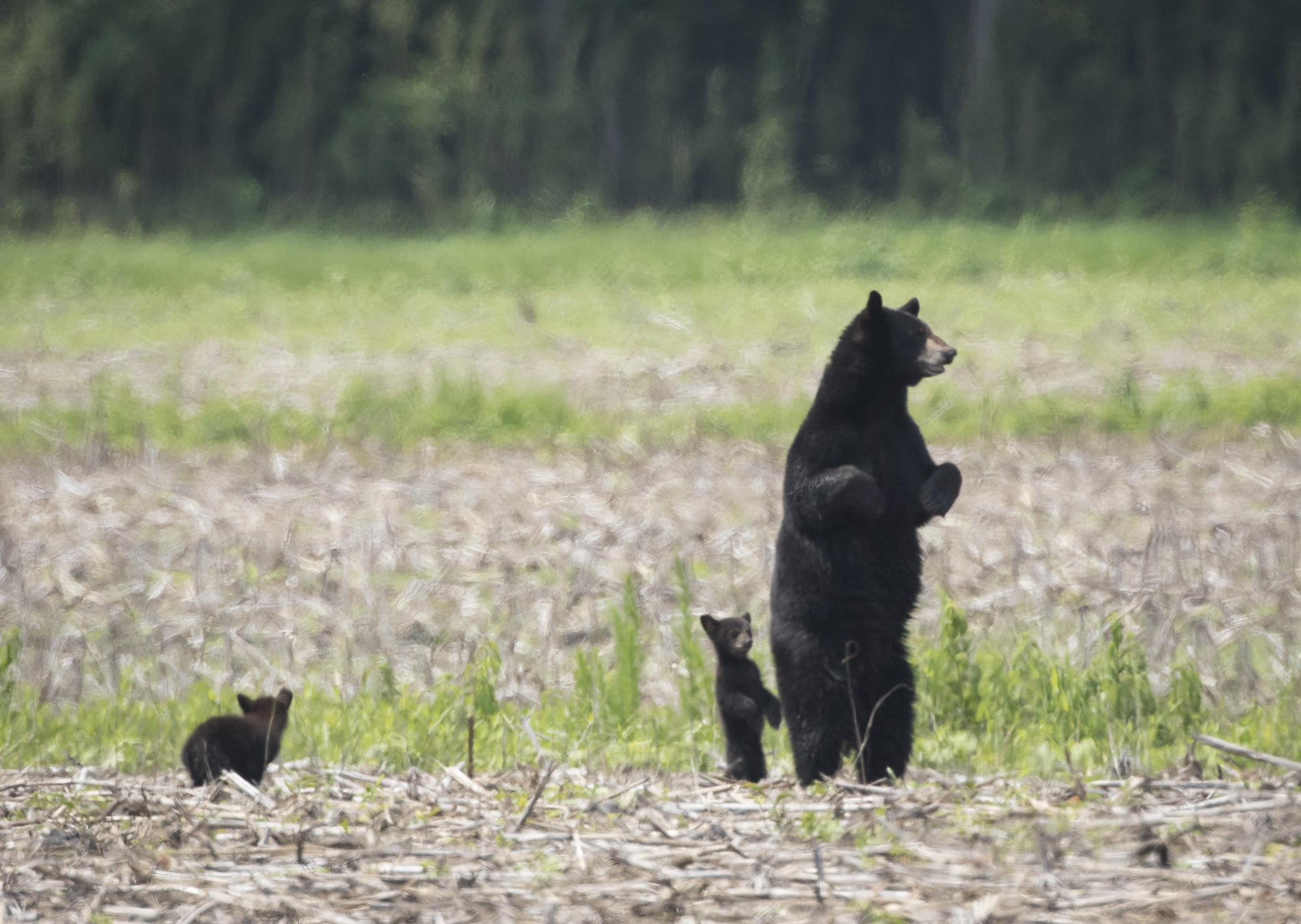 Bl;ack bear sow with cubs standing