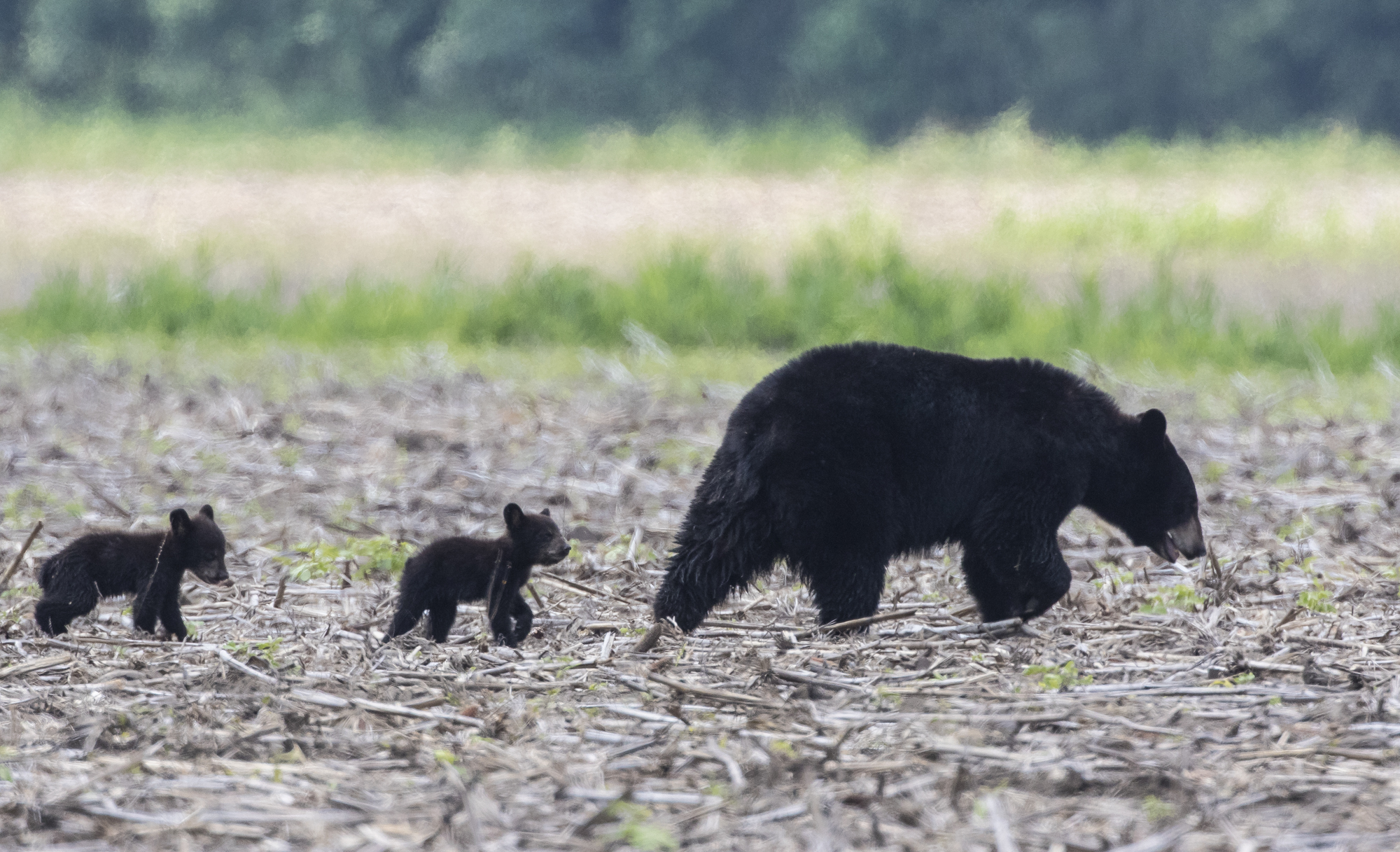 black bear sow with two cubs