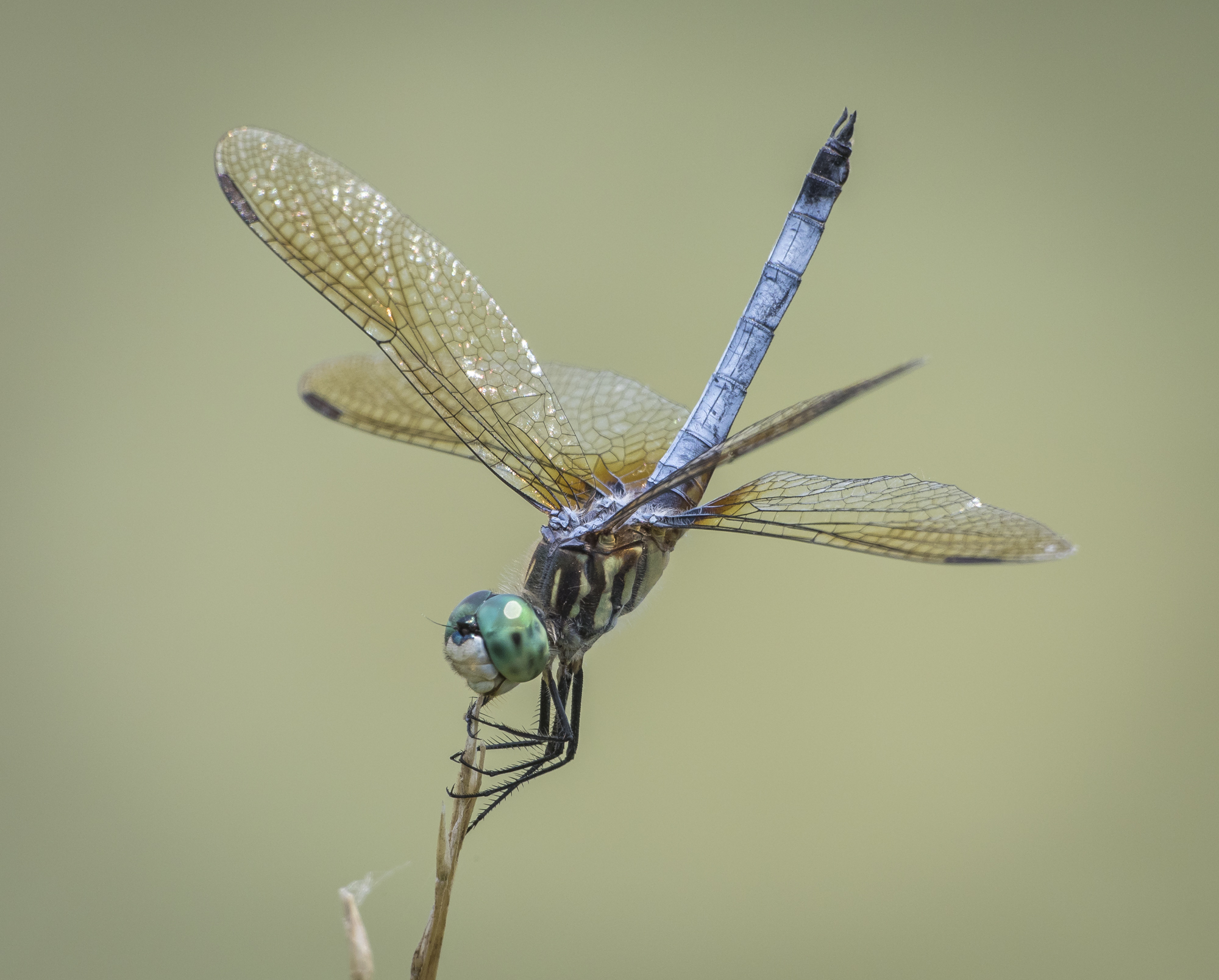 Blue dasher