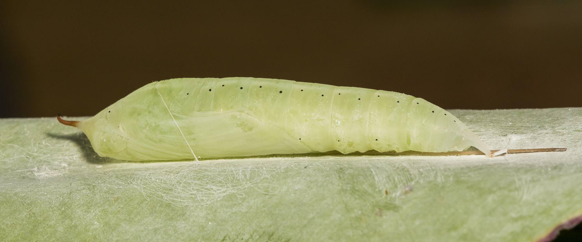 Brazilian skipper chrysalis a few days before emergence