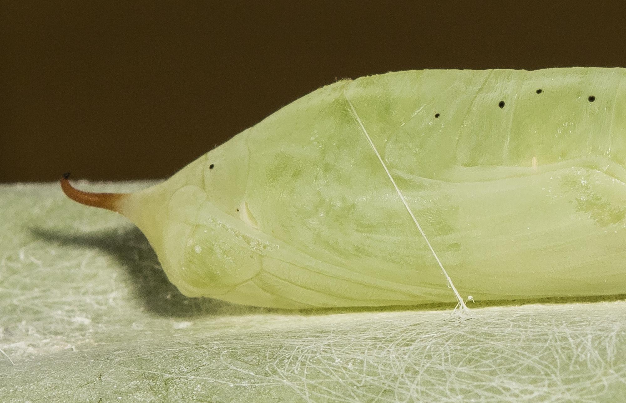 Brazilian skipper chrysalis close up of head region