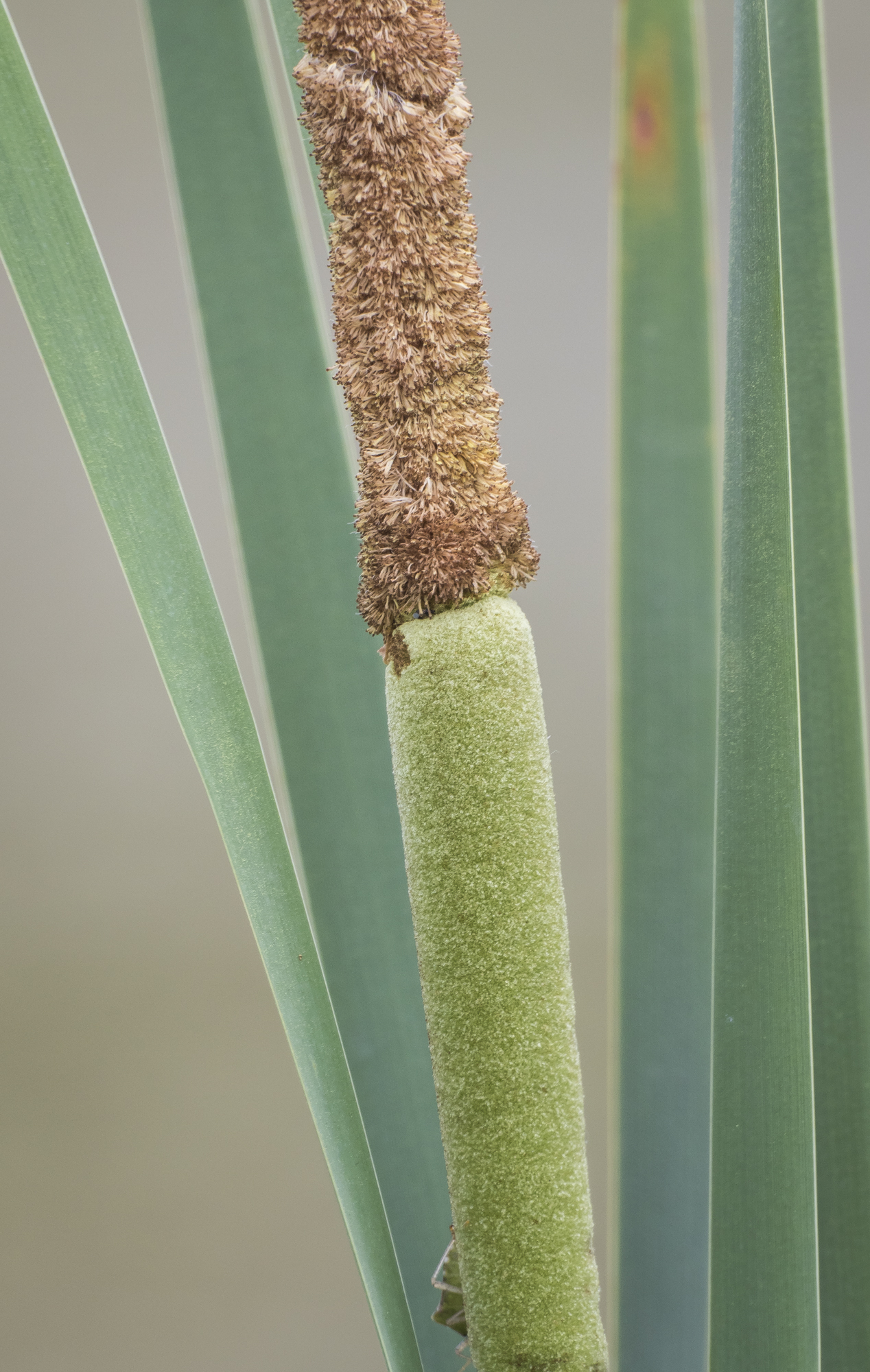 cattail flower