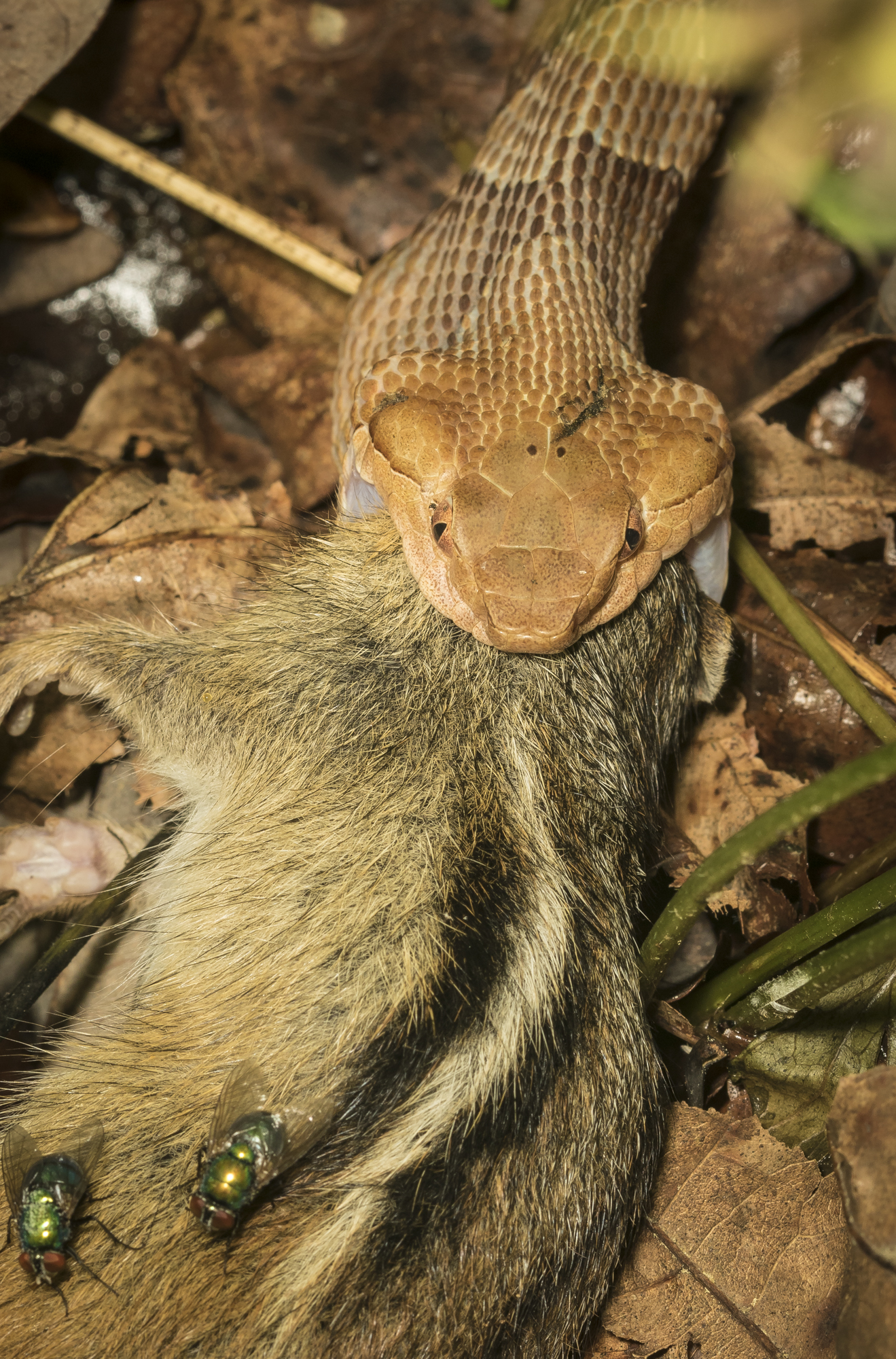 copperhead with chipmunk 2