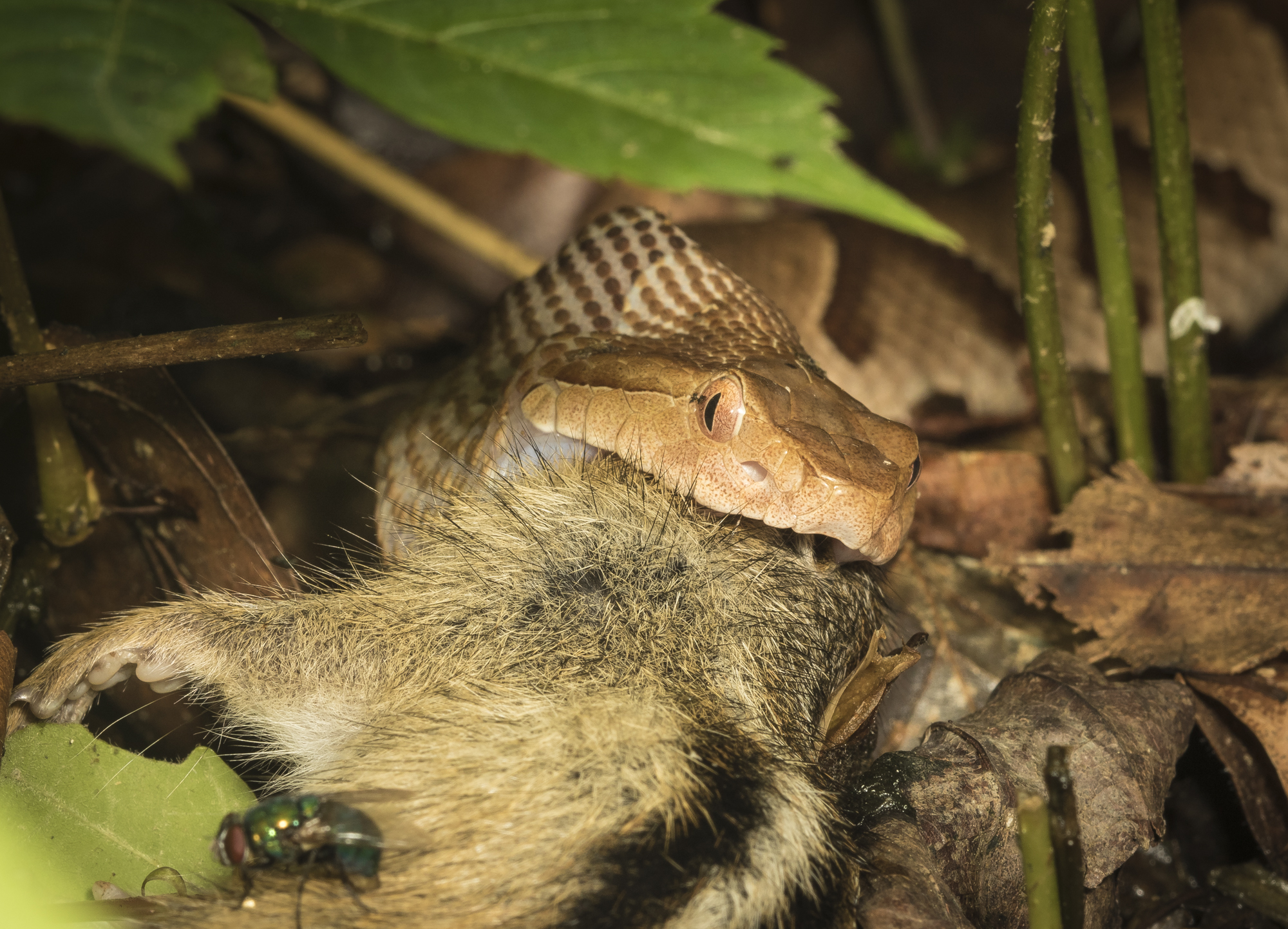 copperhead with chipmunk 3