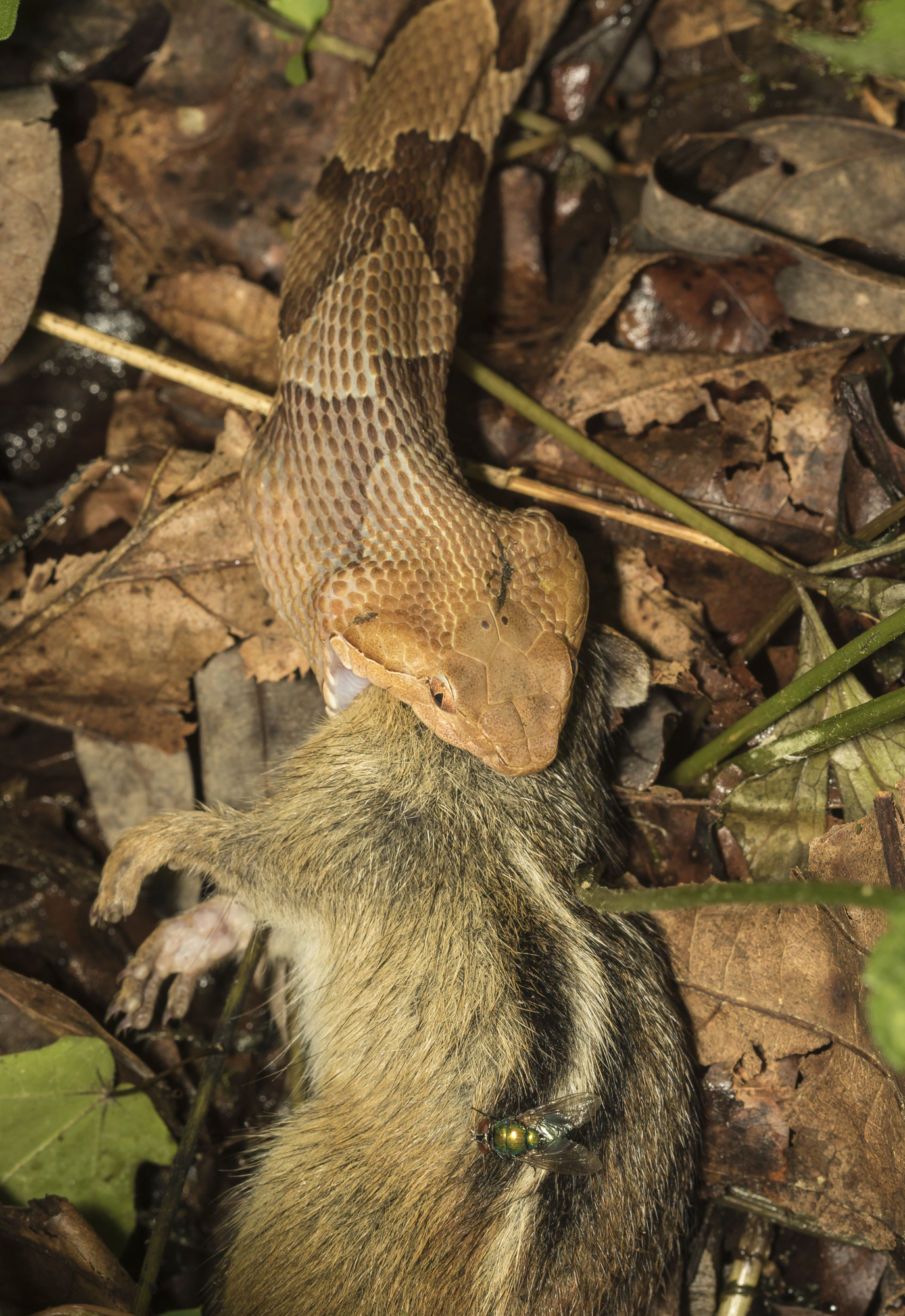 copperhead with chipmunk