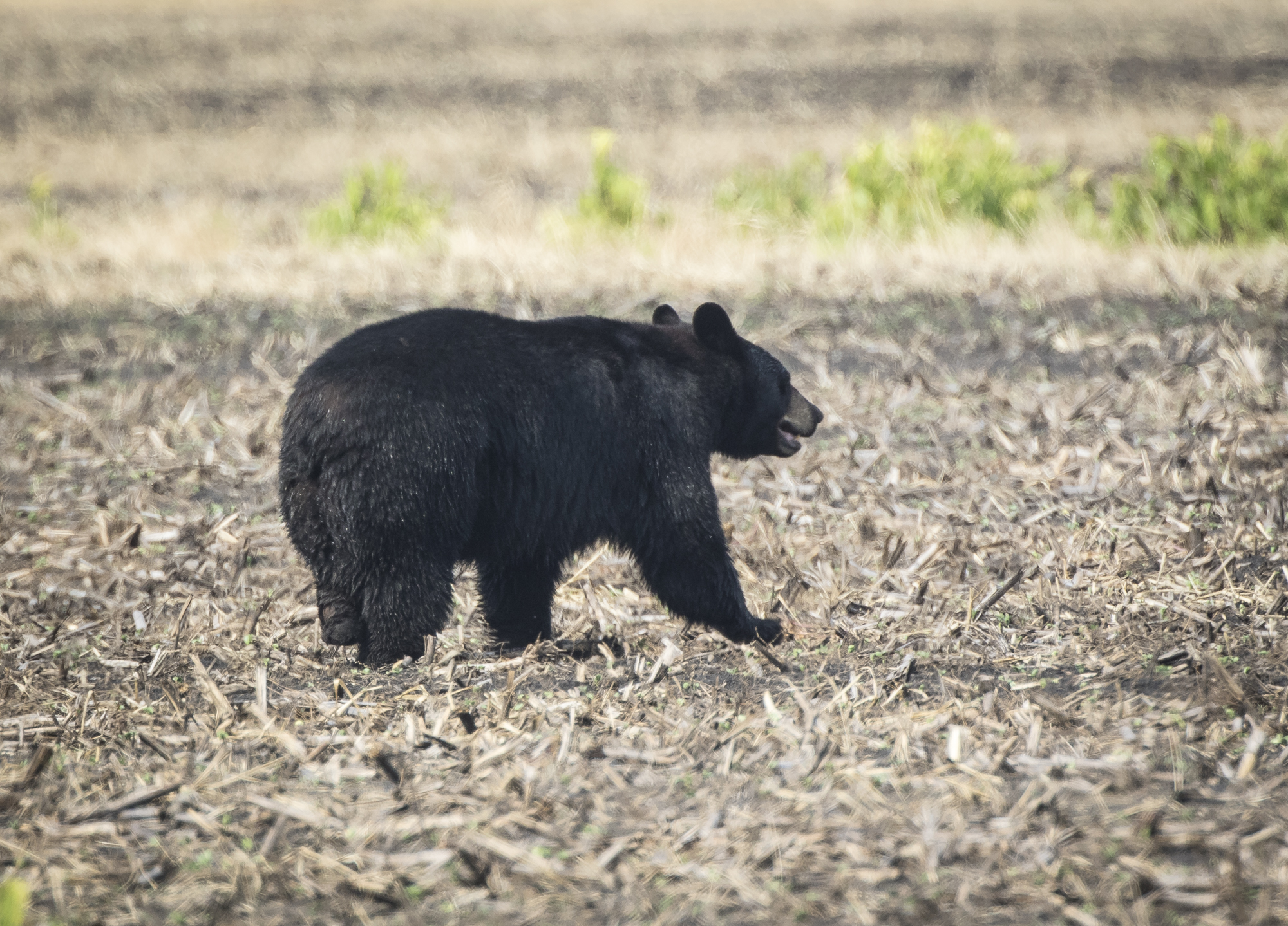 female black bear with missing foot