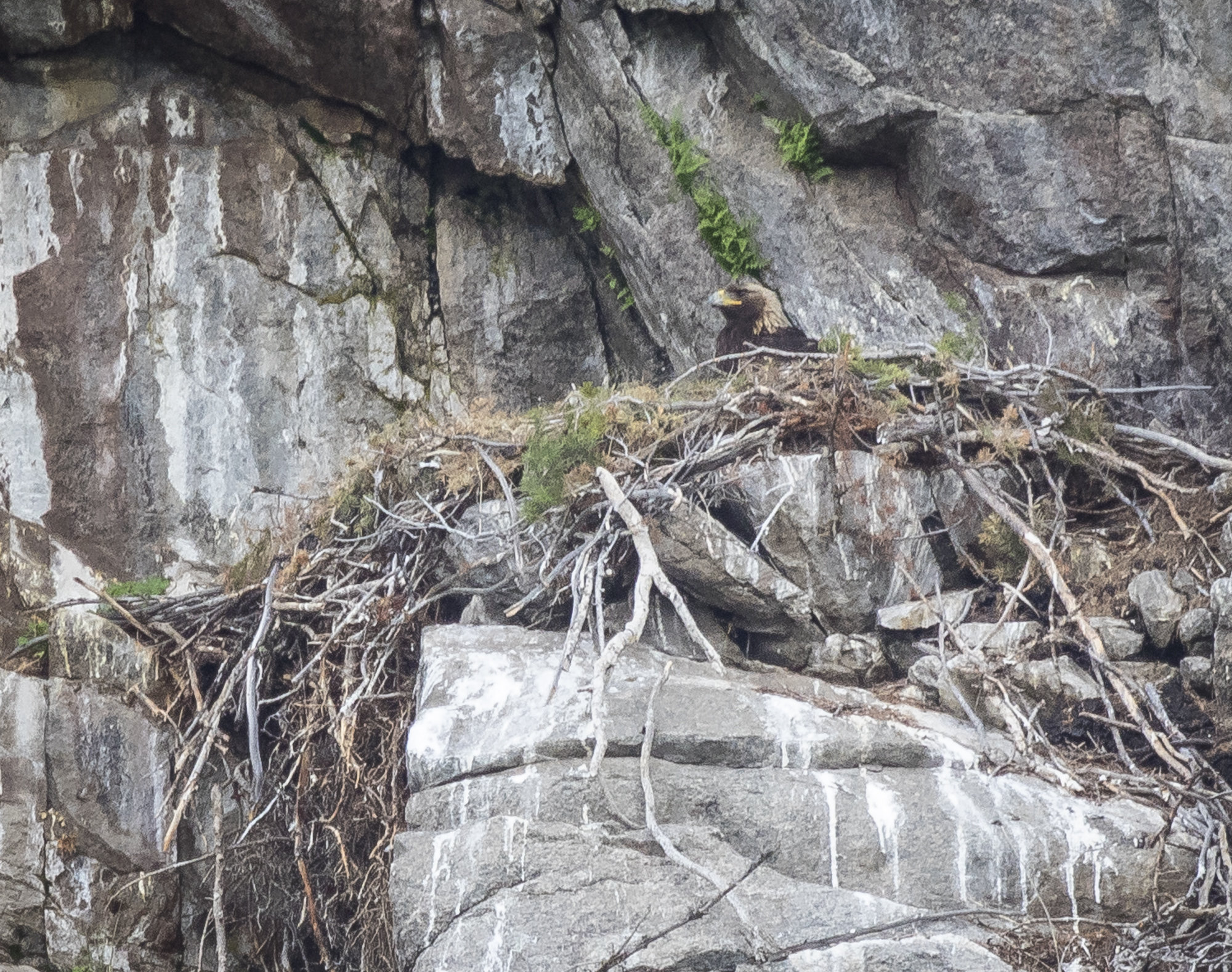 Golden eagle in nest