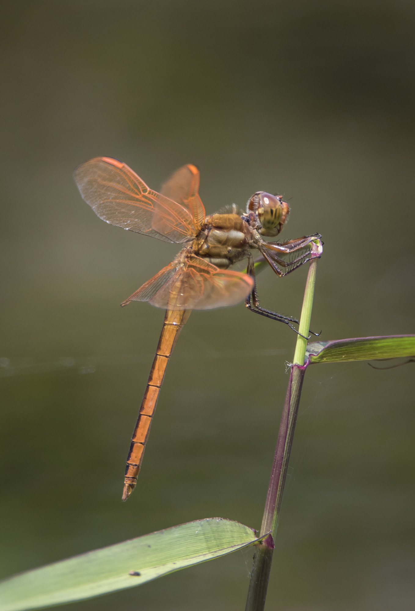 Golden-winged skimmer, male