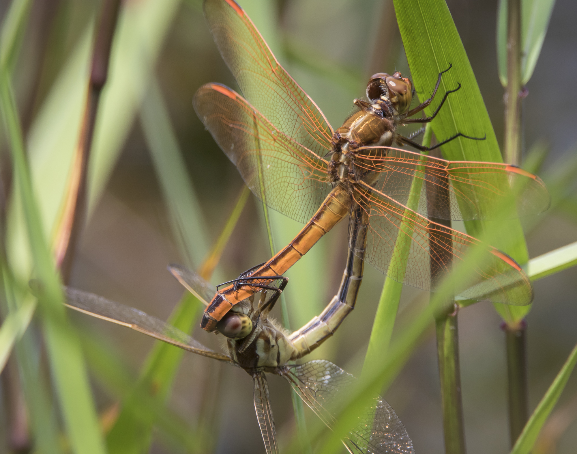 Golden-winged skimmers in wheel position
