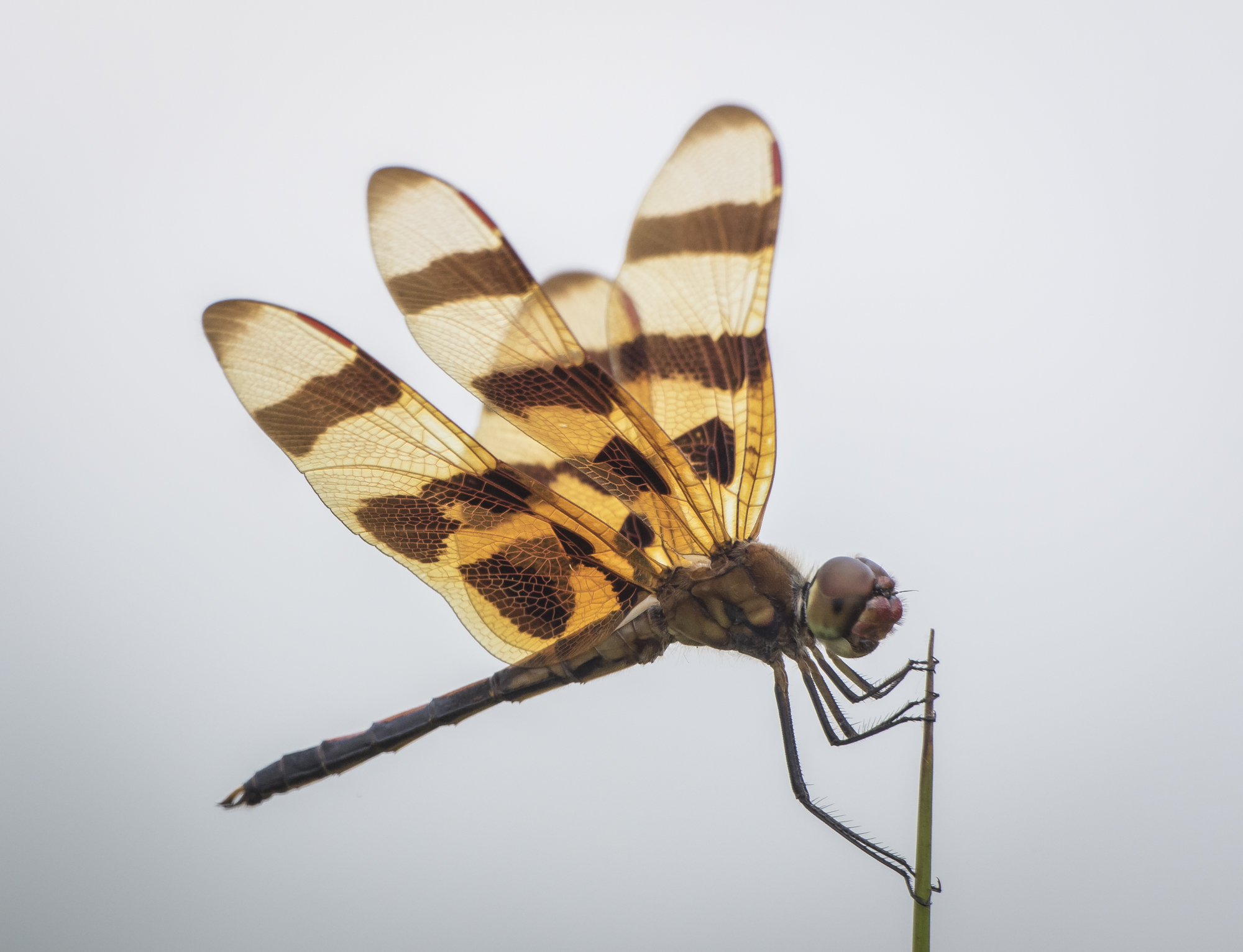 Halloween pennant
