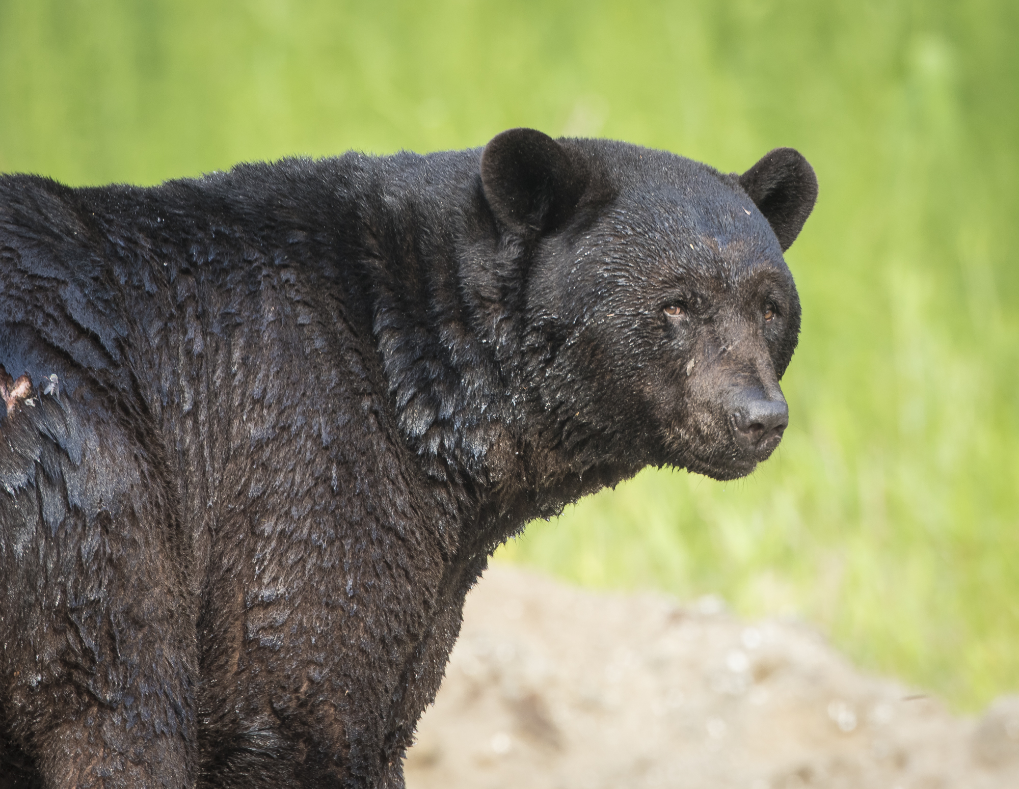 Huge black bear boar after a dip