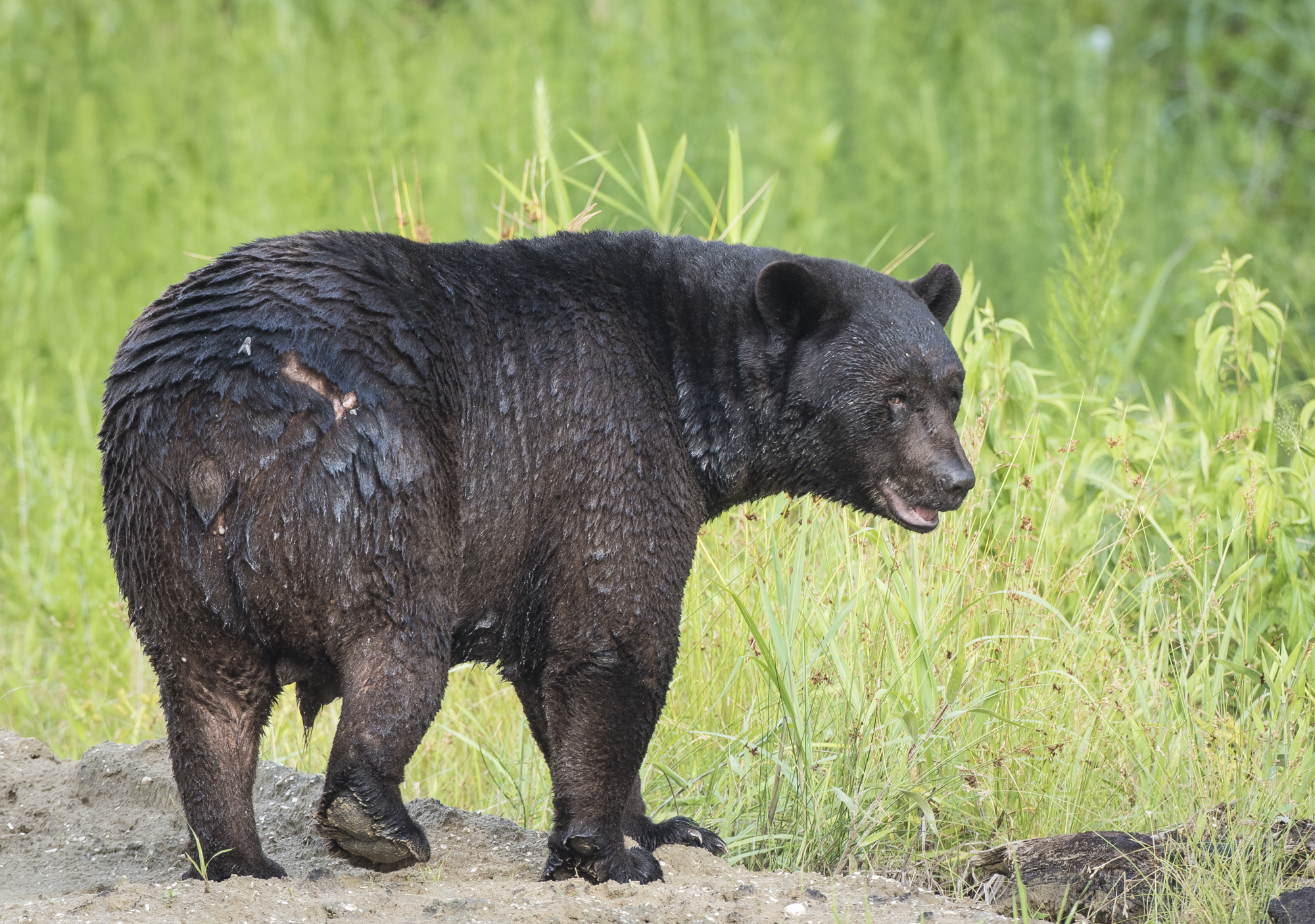 huge male black bear