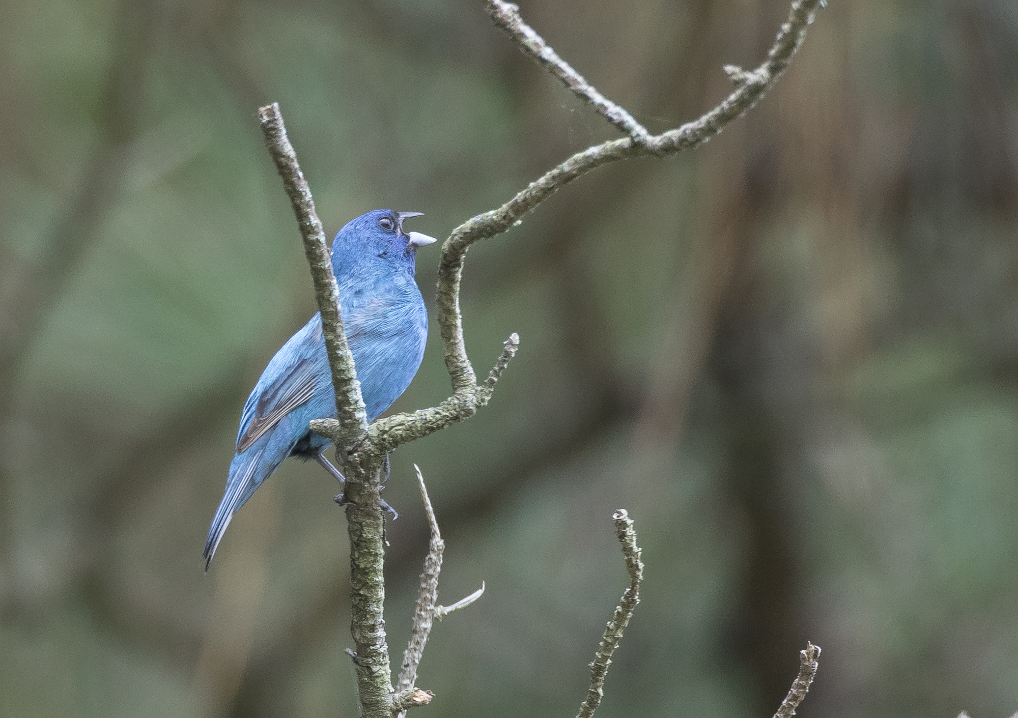 indigo bunting male singing