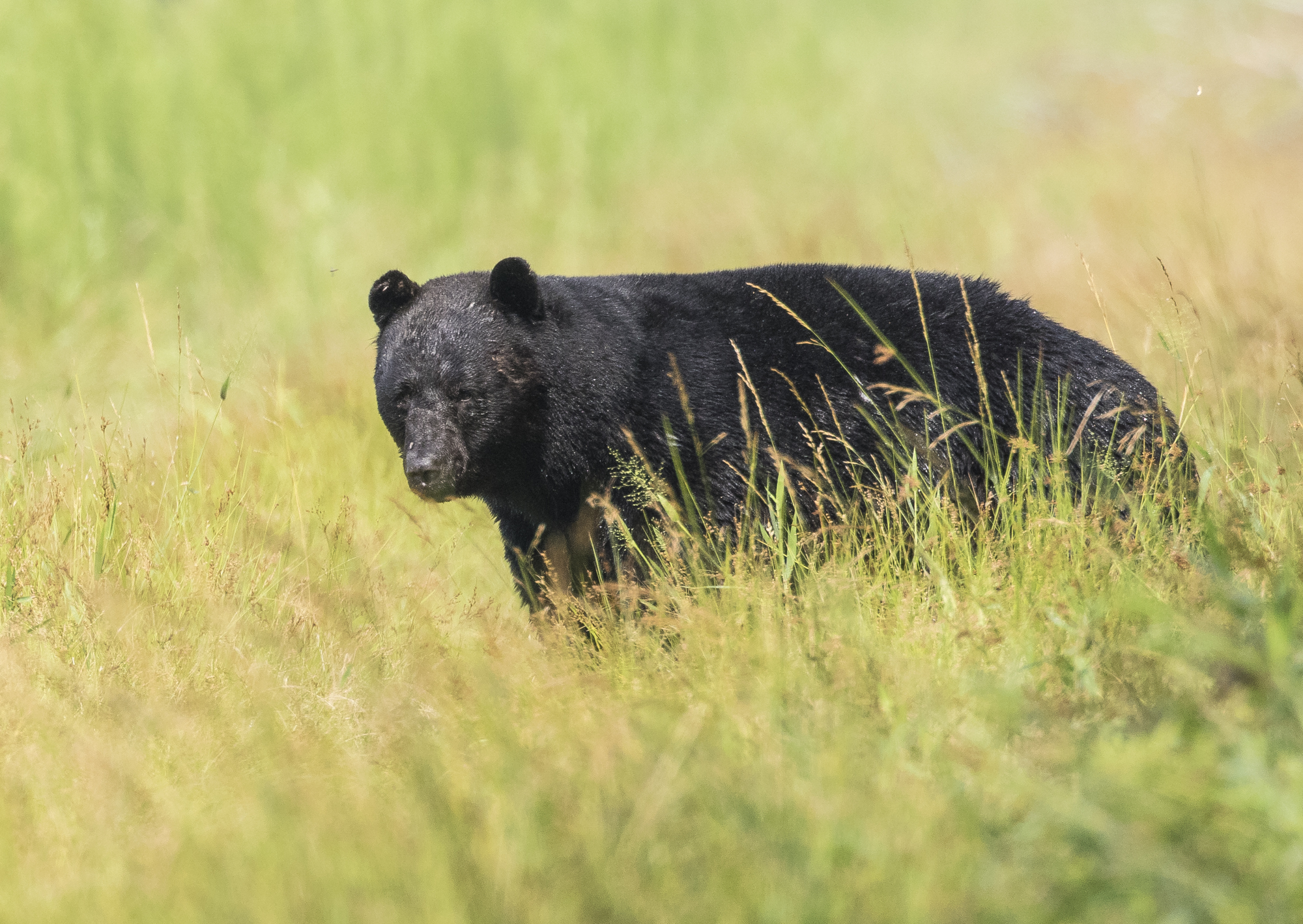 large black bear boar