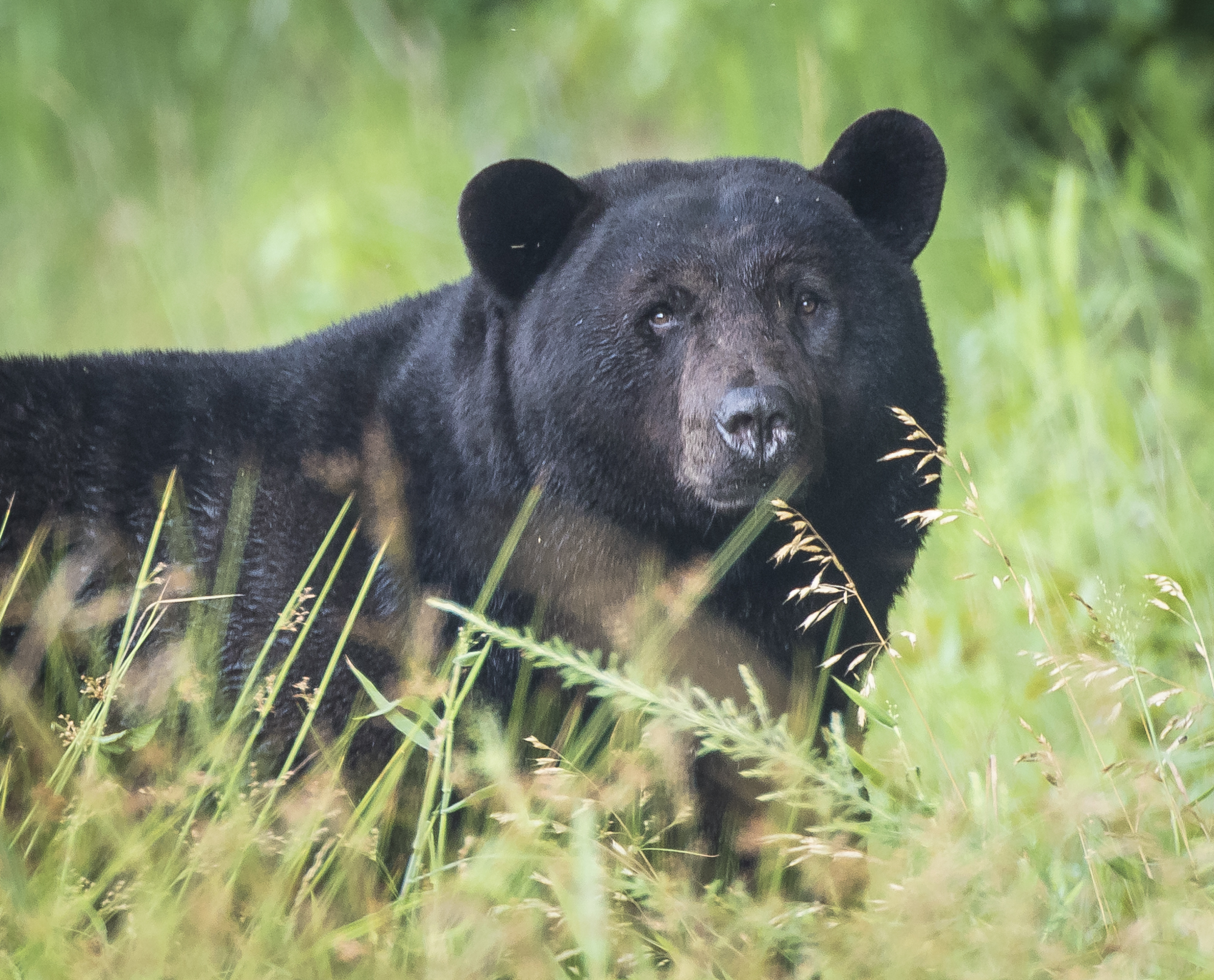 Large male black bear close up