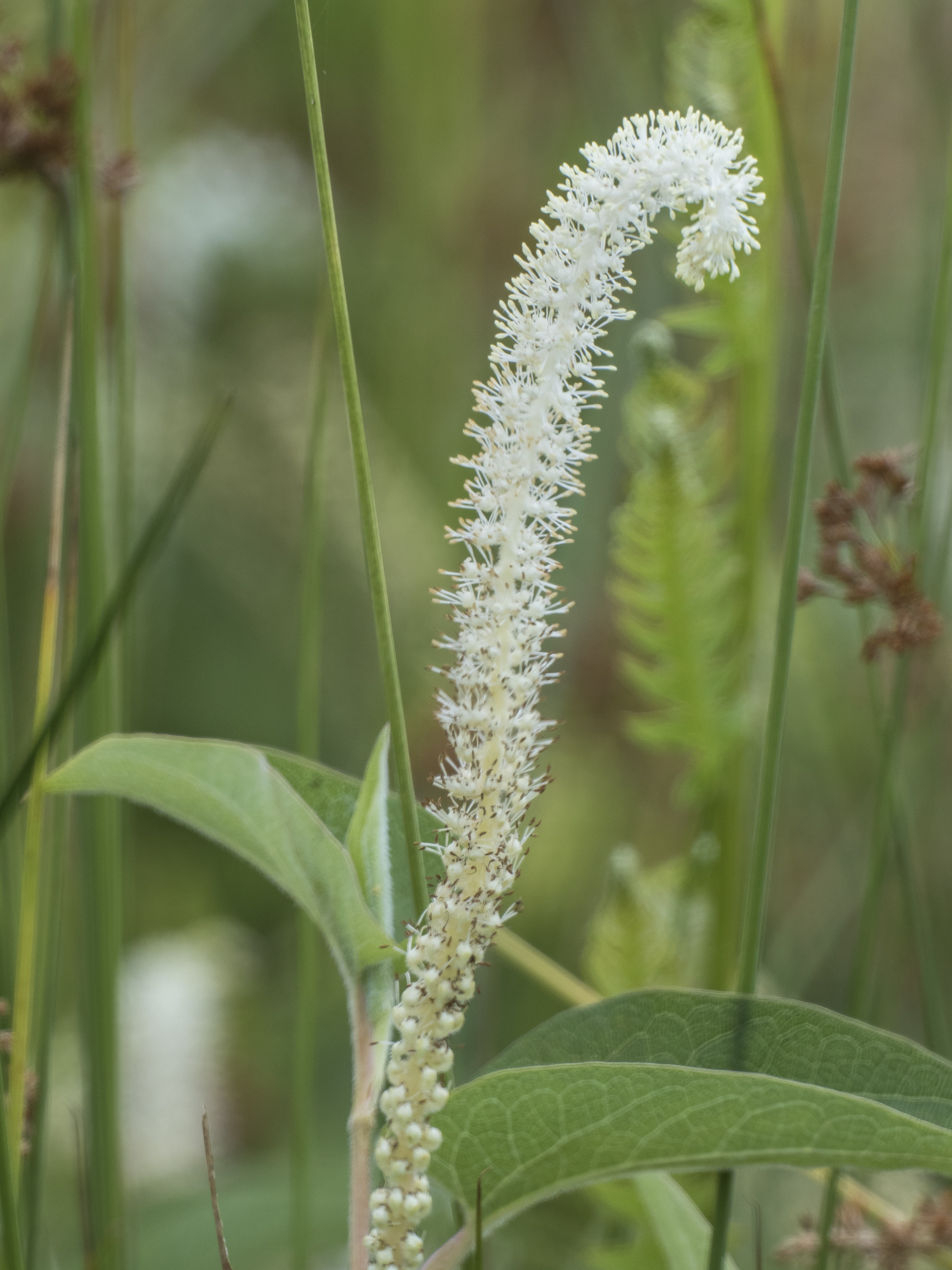 Lizard's tail flower