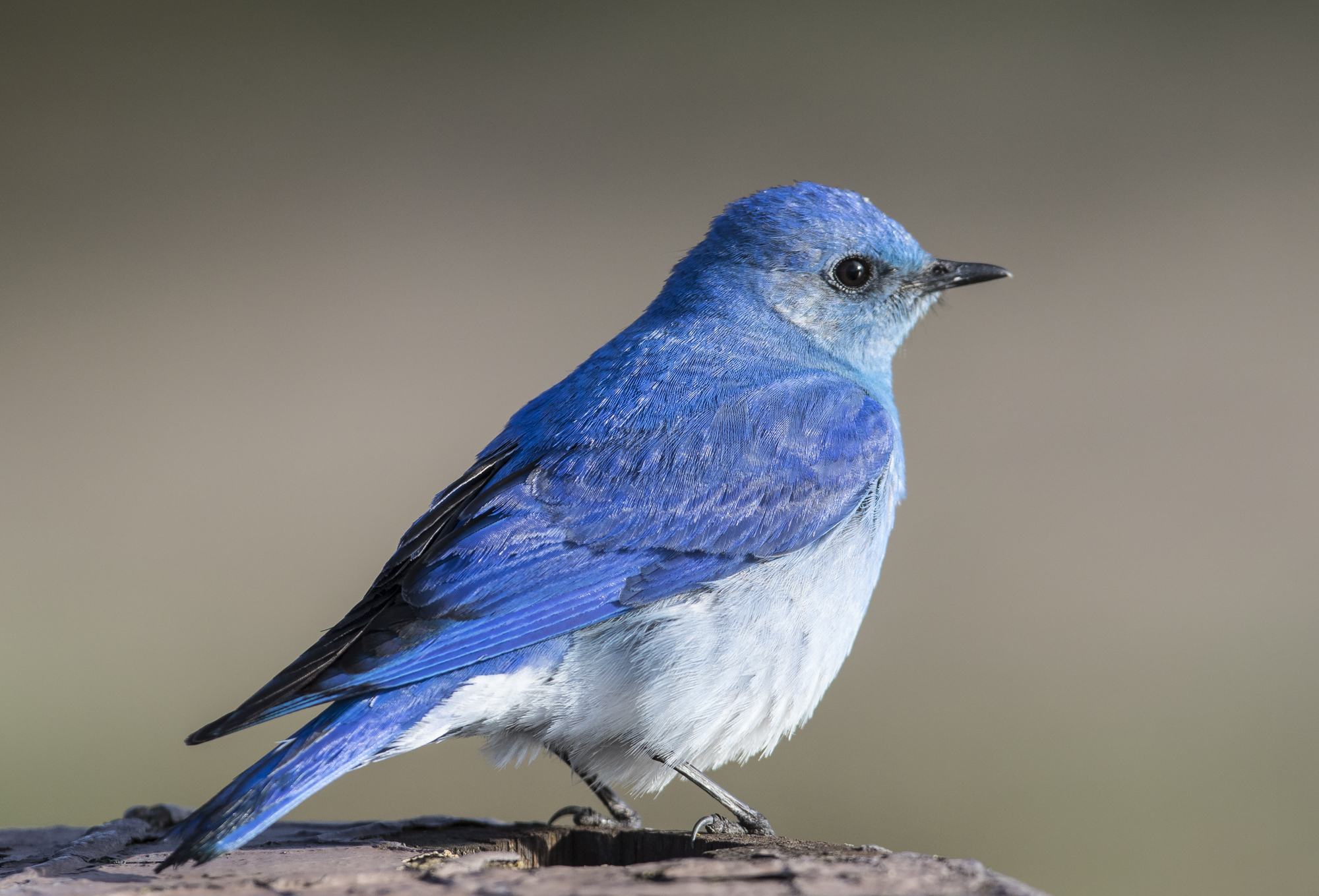 Mountain bluebird male