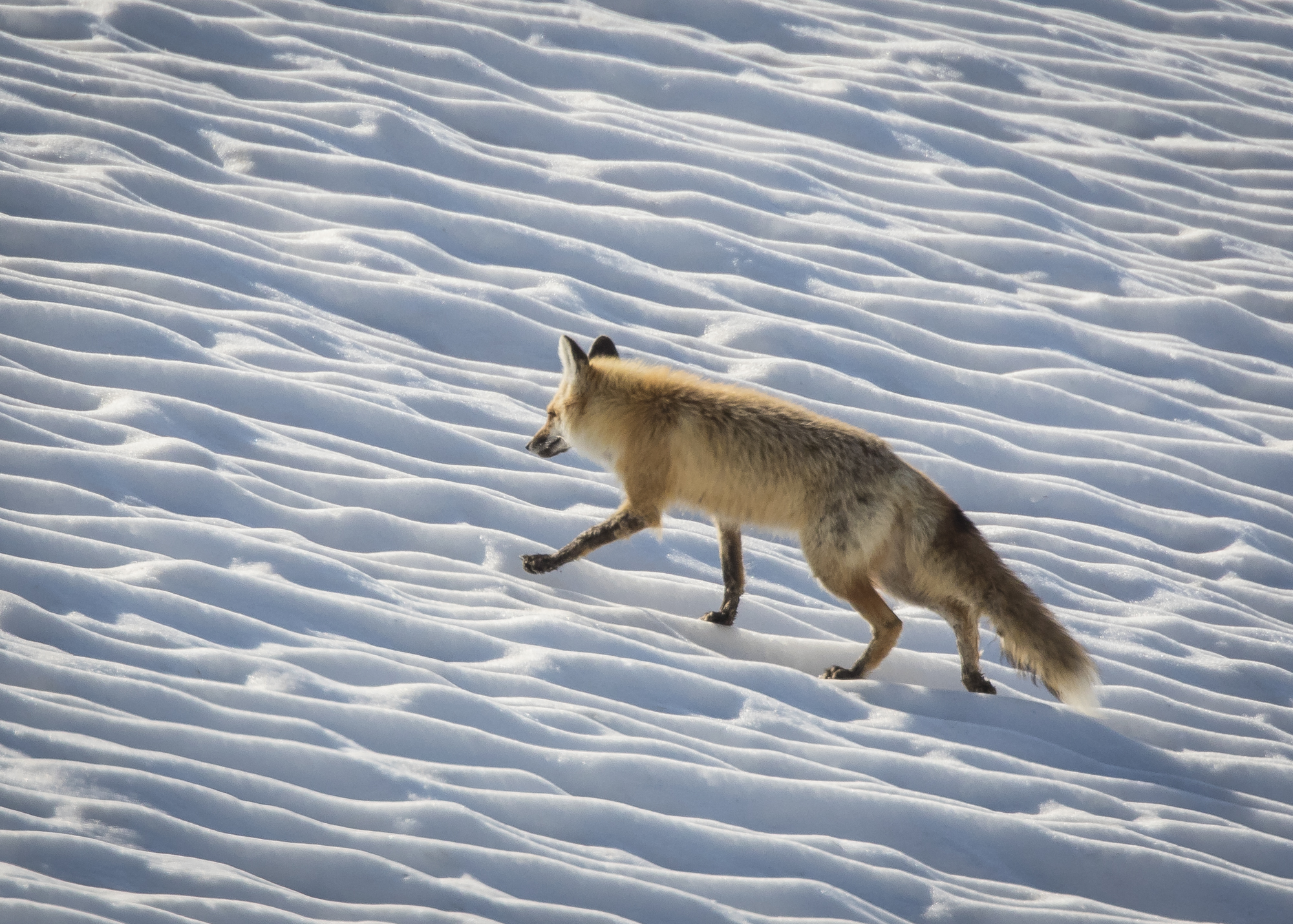red fox on snow 1
