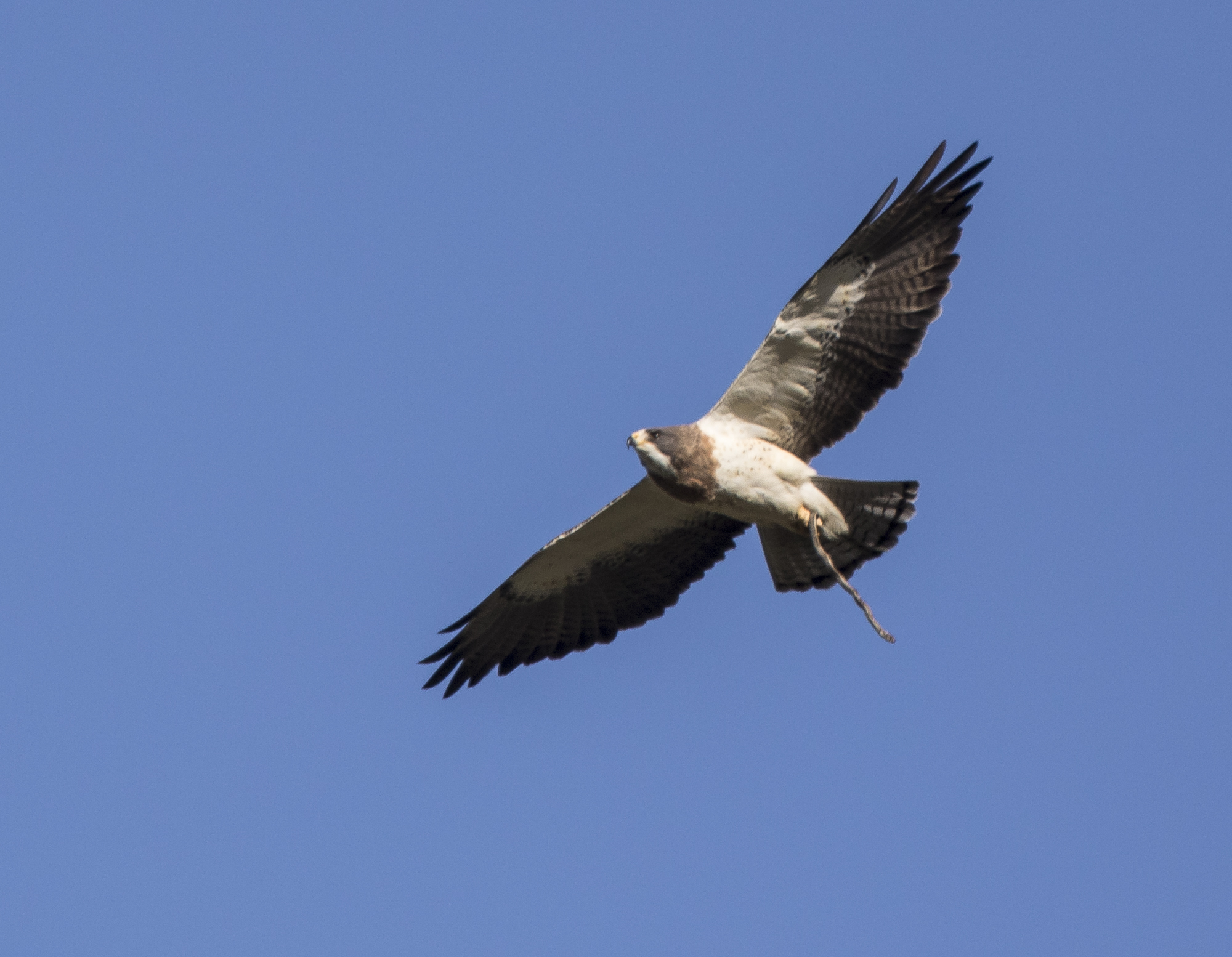 Swainson's hawk with snake