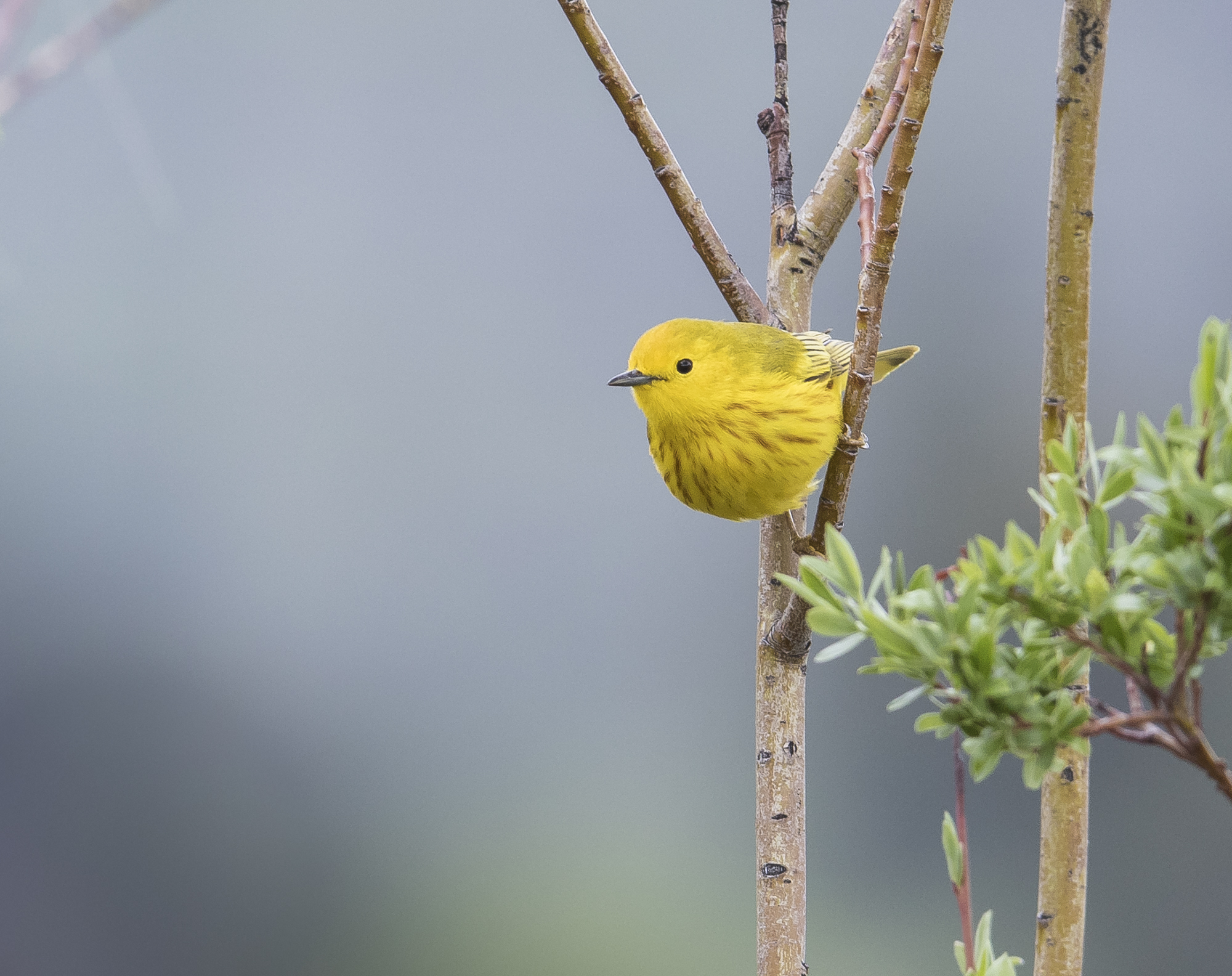 Yellow warbler