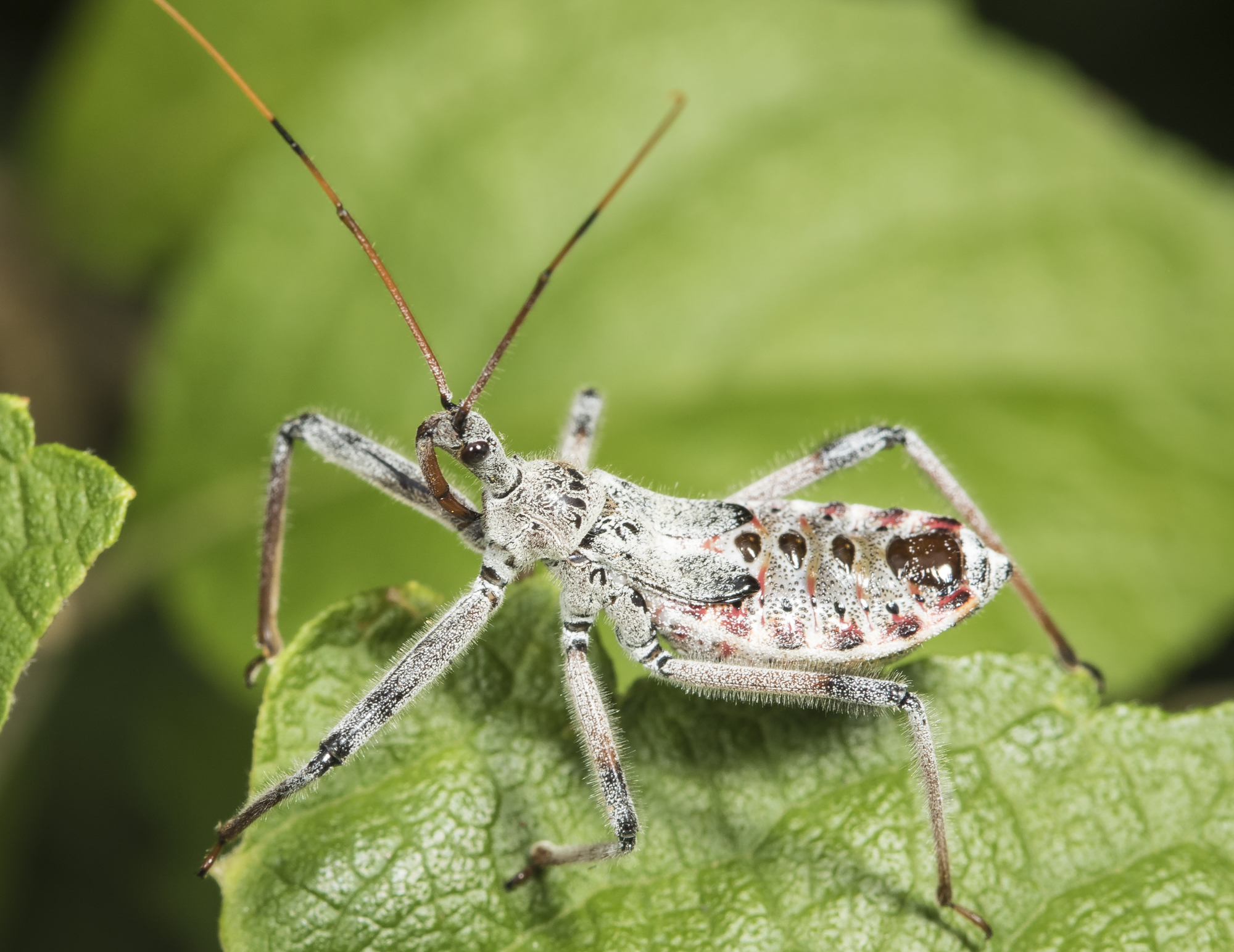 Assassin bug nymph